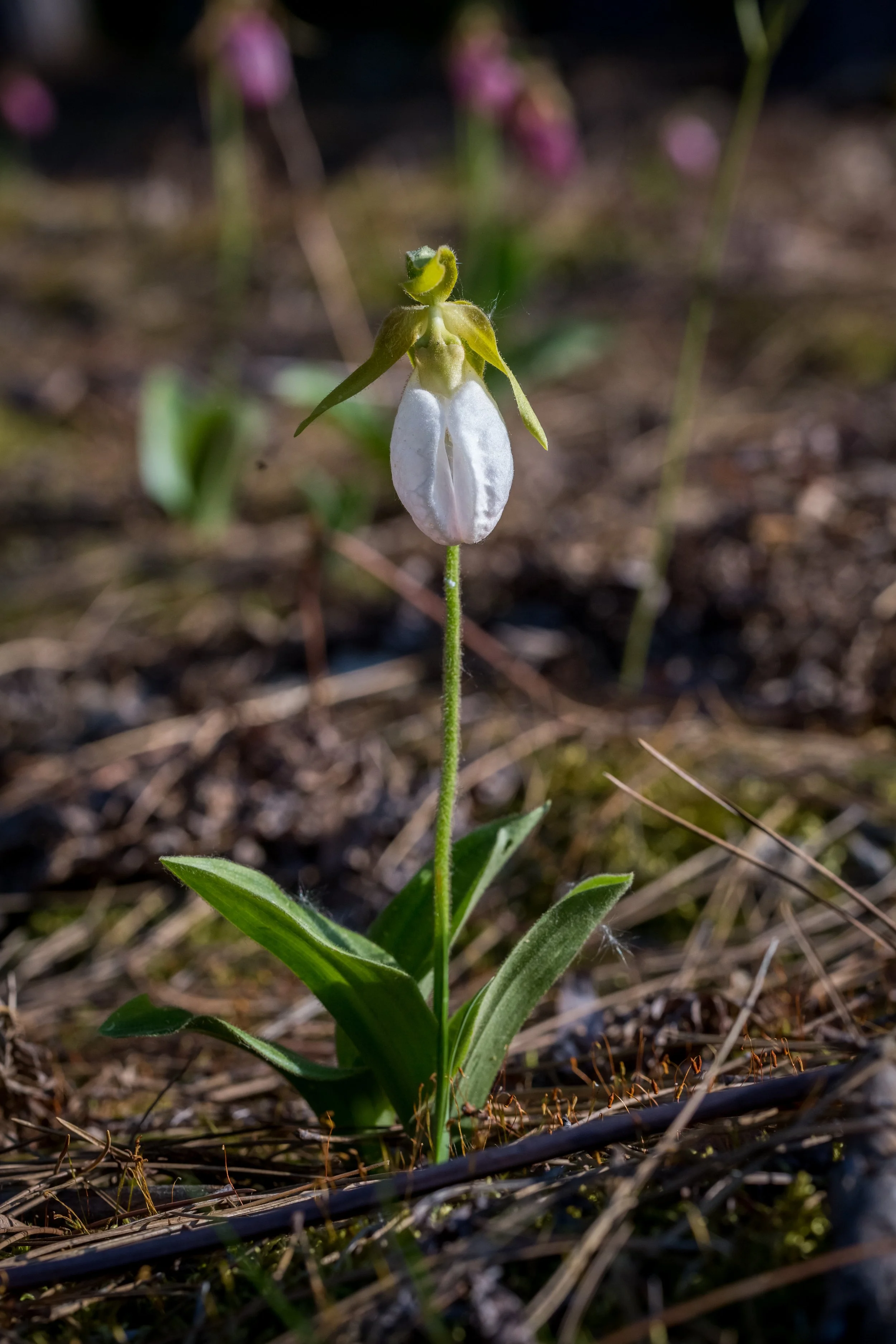 Spring Art Show — Quiet Shutter Fine Art & Photography
