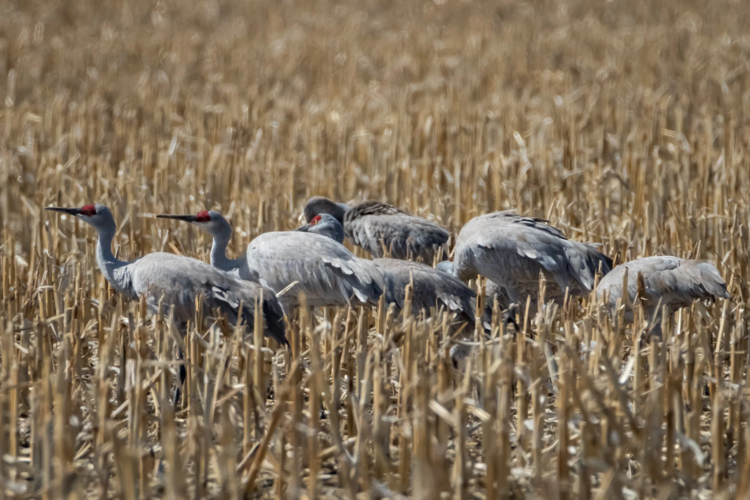 Spring Art Show — Quiet Shutter Fine Art & Photography
