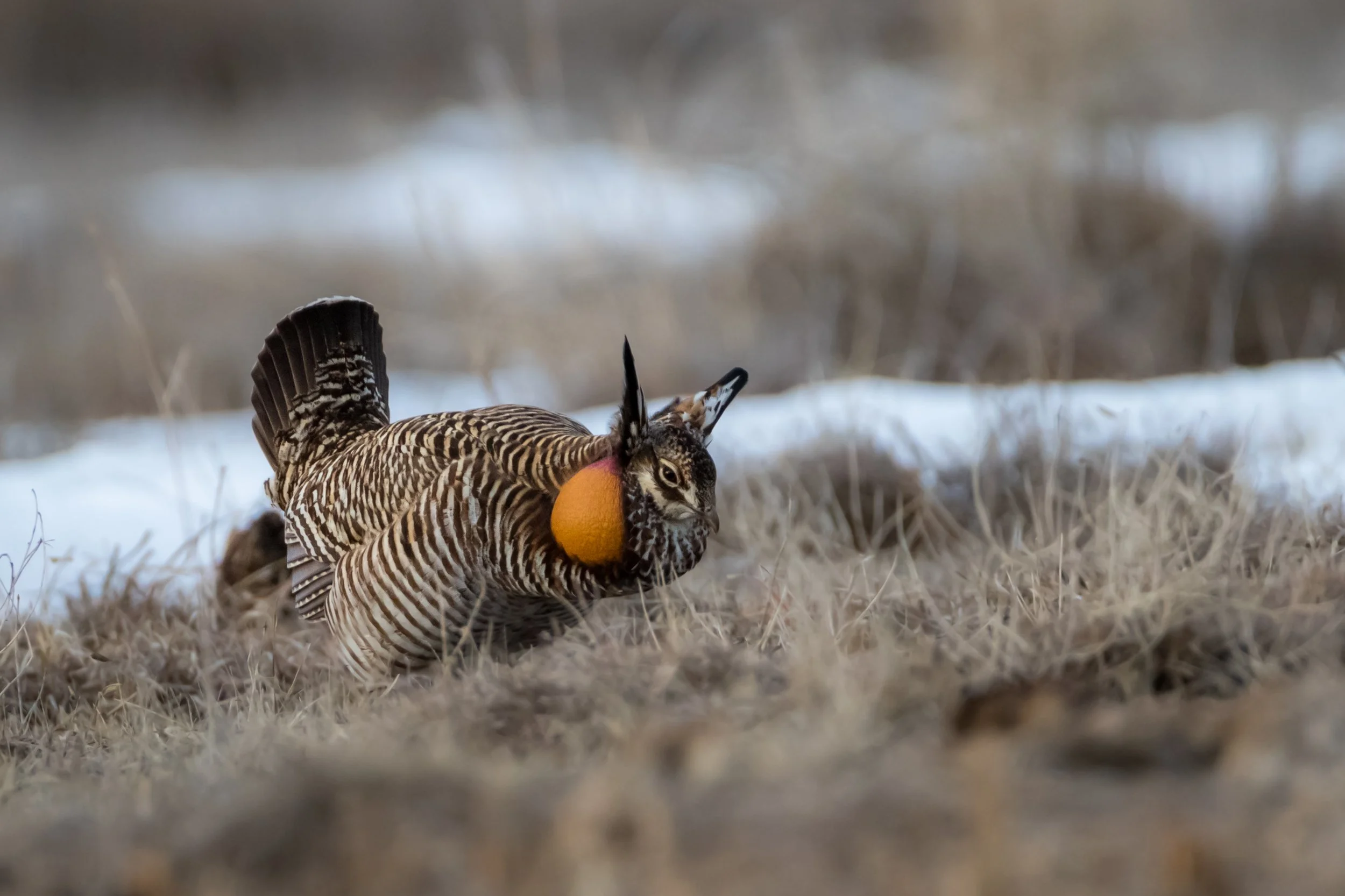 PRAIRIE CHICKEN 2