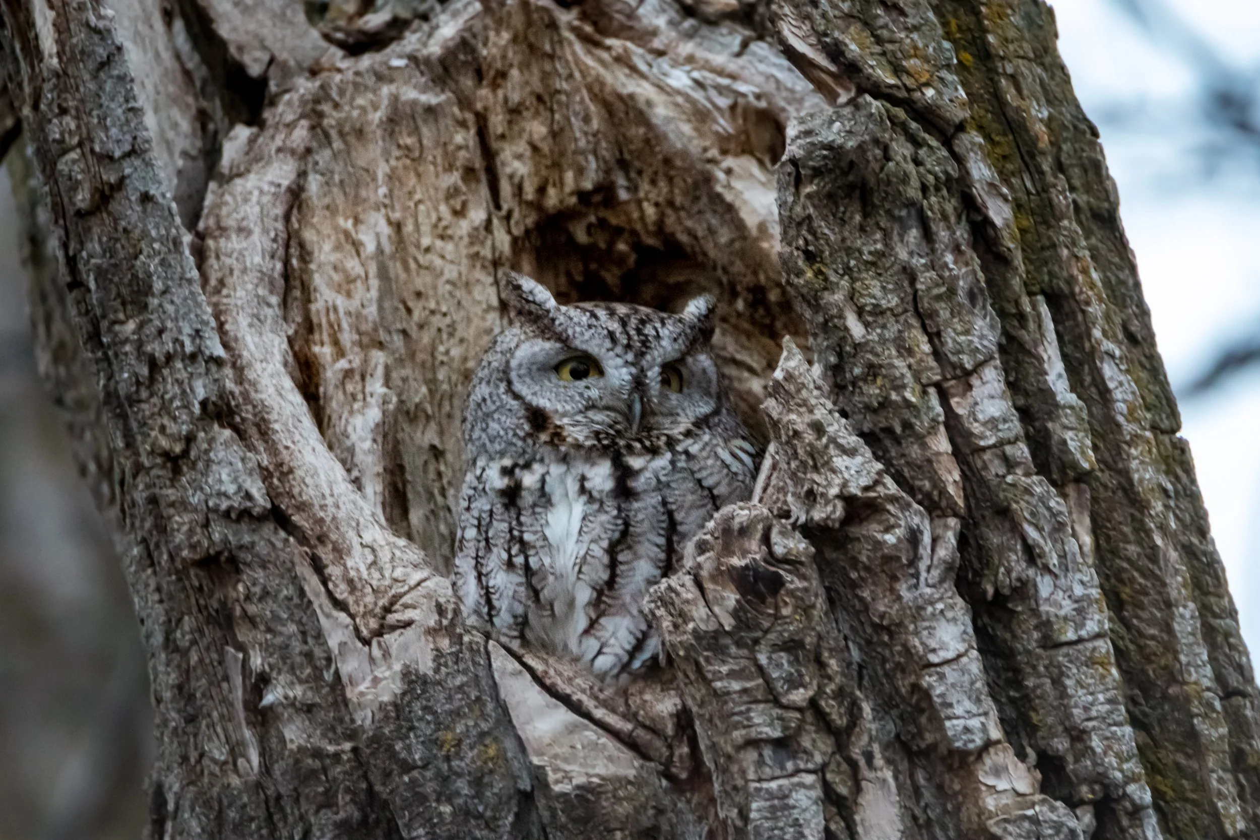 Spring Art Show — Quiet Shutter Fine Art & Photography
