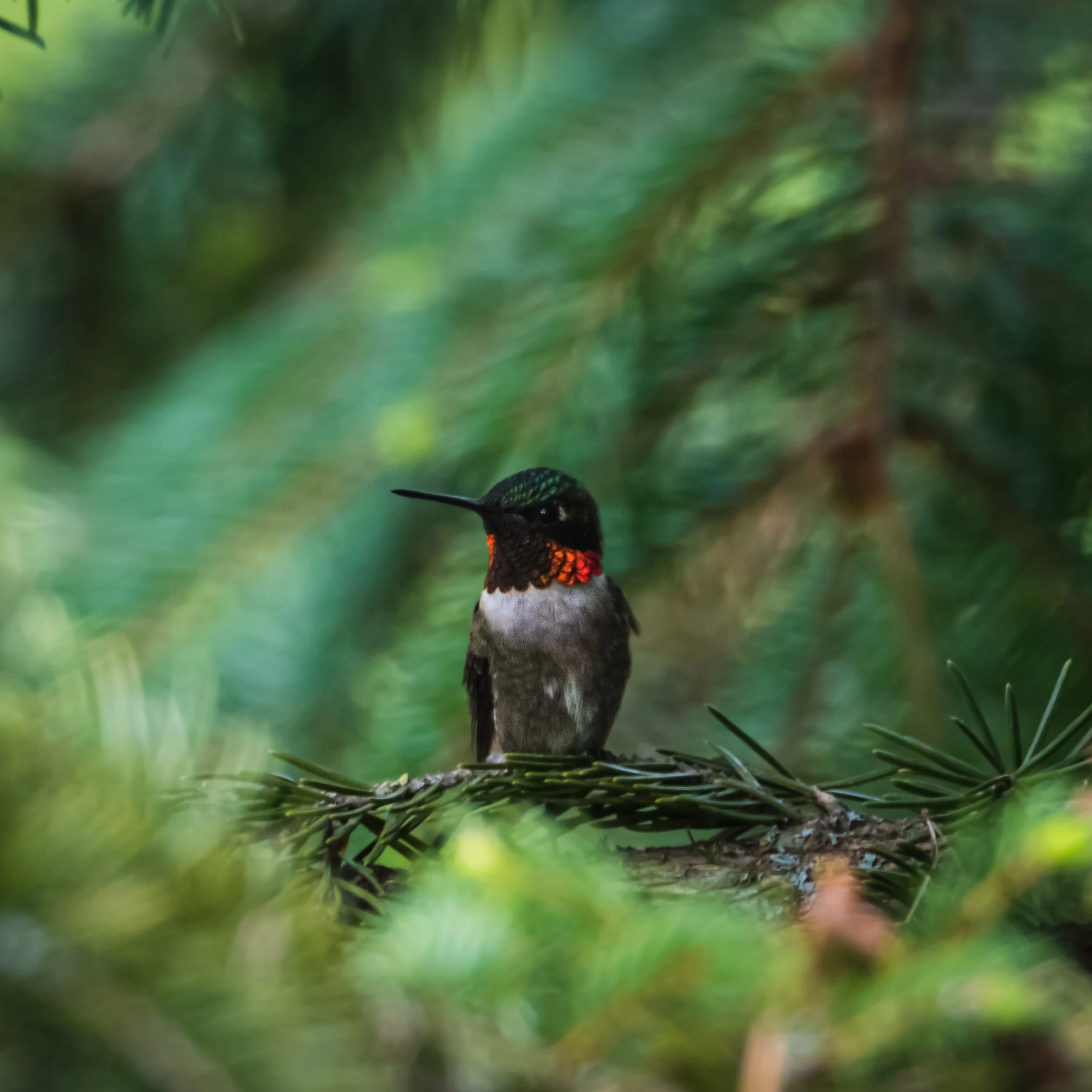 Spring Art Show — Quiet Shutter Fine Art & Photography