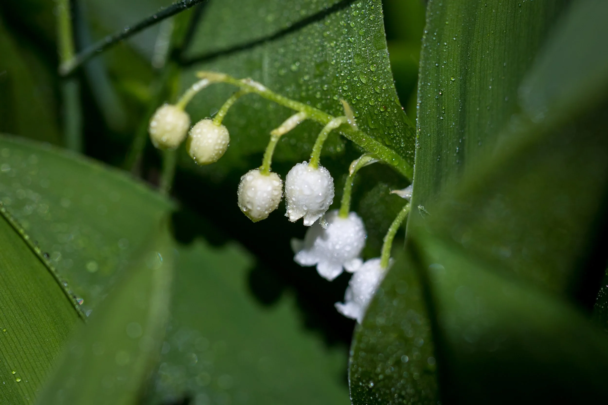 Spring Art Show — Quiet Shutter Fine Art & Photography