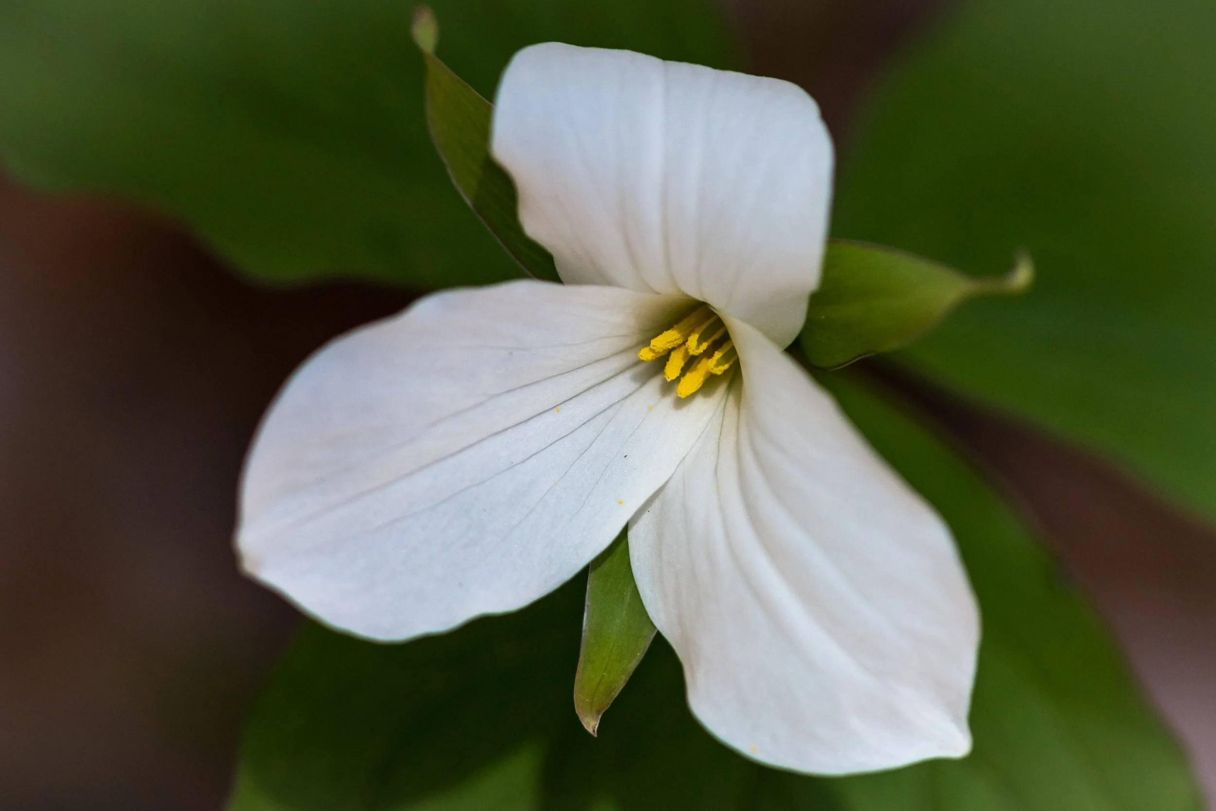 Spring Art Show — Quiet Shutter Fine Art & Photography