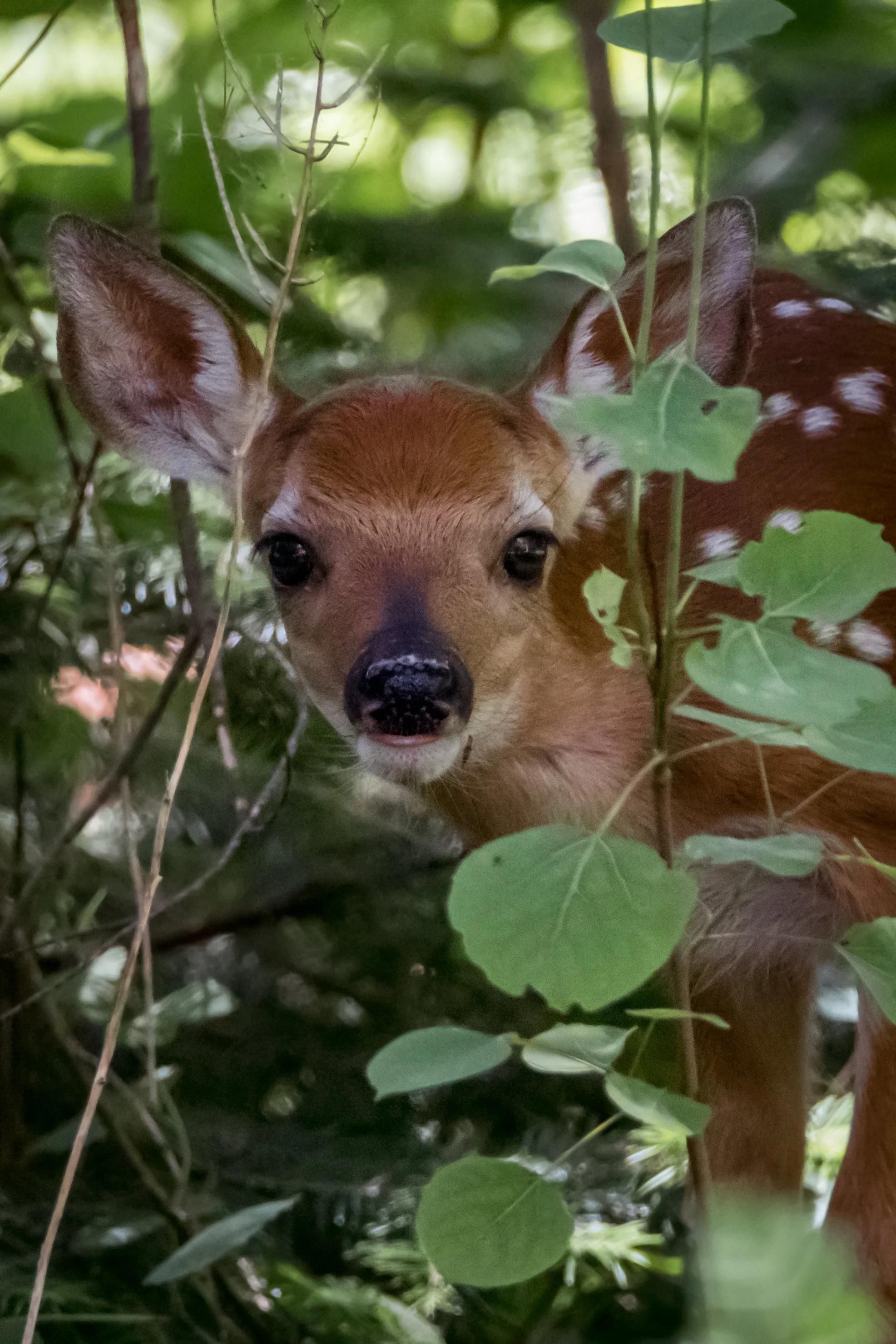 Spring Art Show — Quiet Shutter Fine Art & Photography