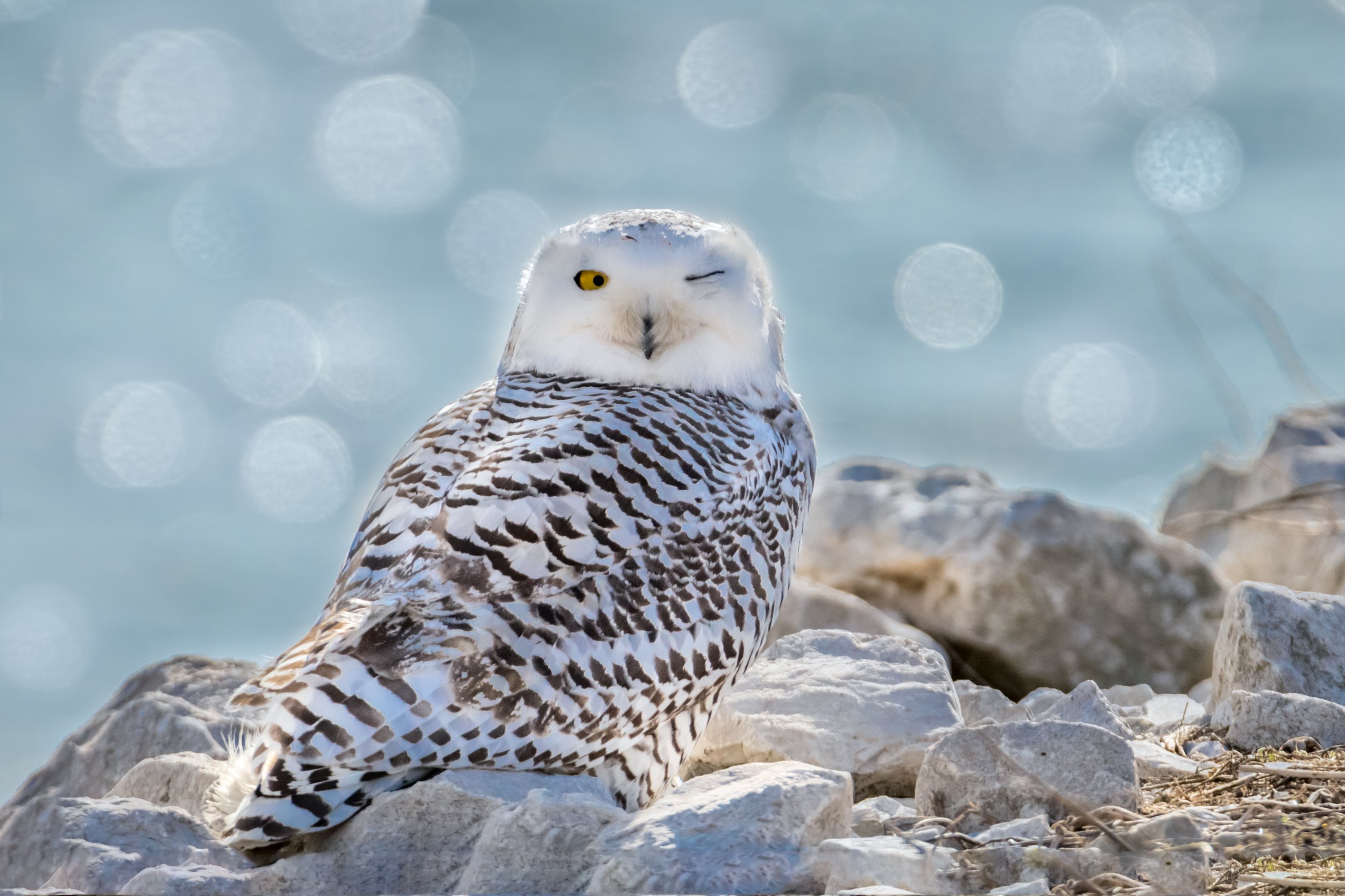 Spring Art Show — Quiet Shutter Fine Art & Photography