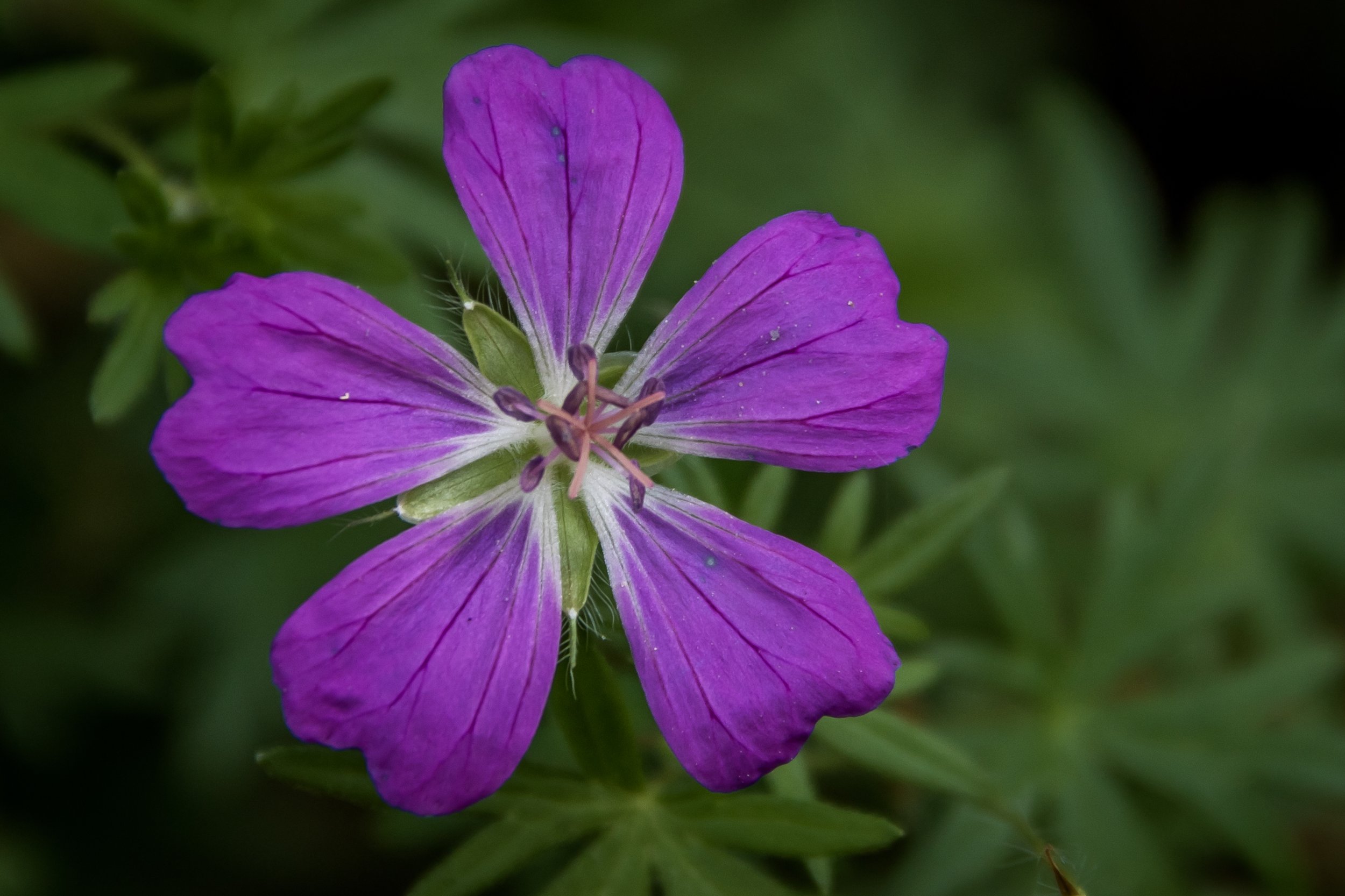 Spring Art Show — Quiet Shutter Fine Art & Photography