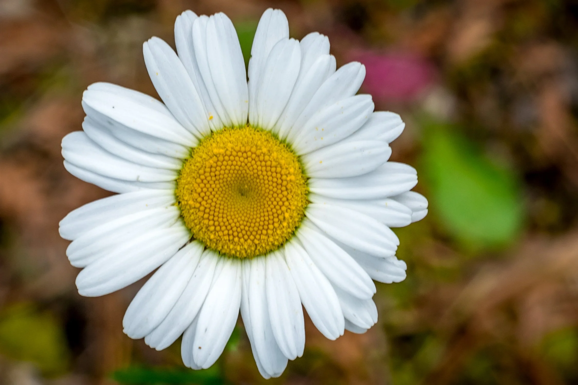 Spring Art Show — Quiet Shutter Fine Art & Photography