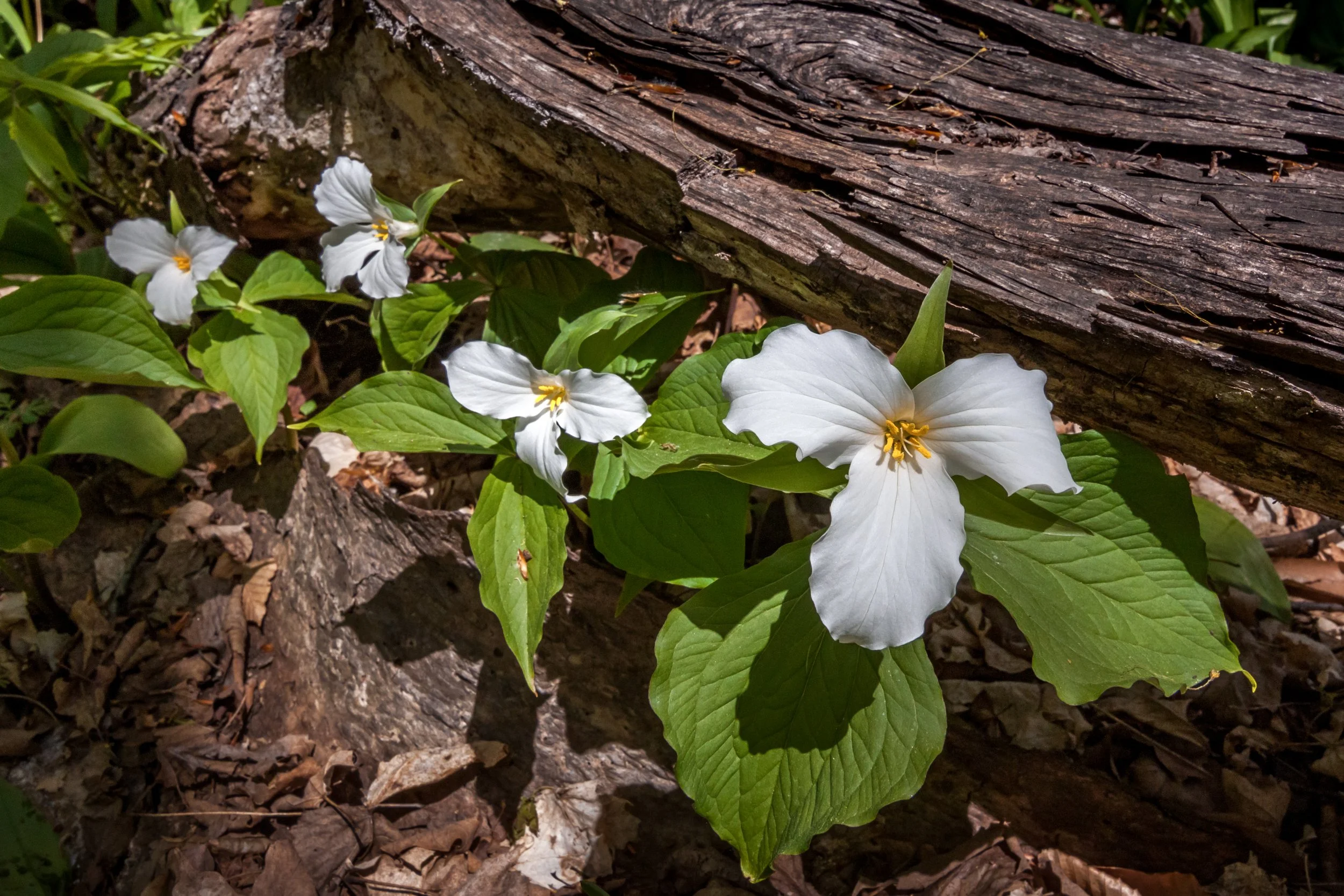 Spring Art Show — Quiet Shutter Fine Art & Photography