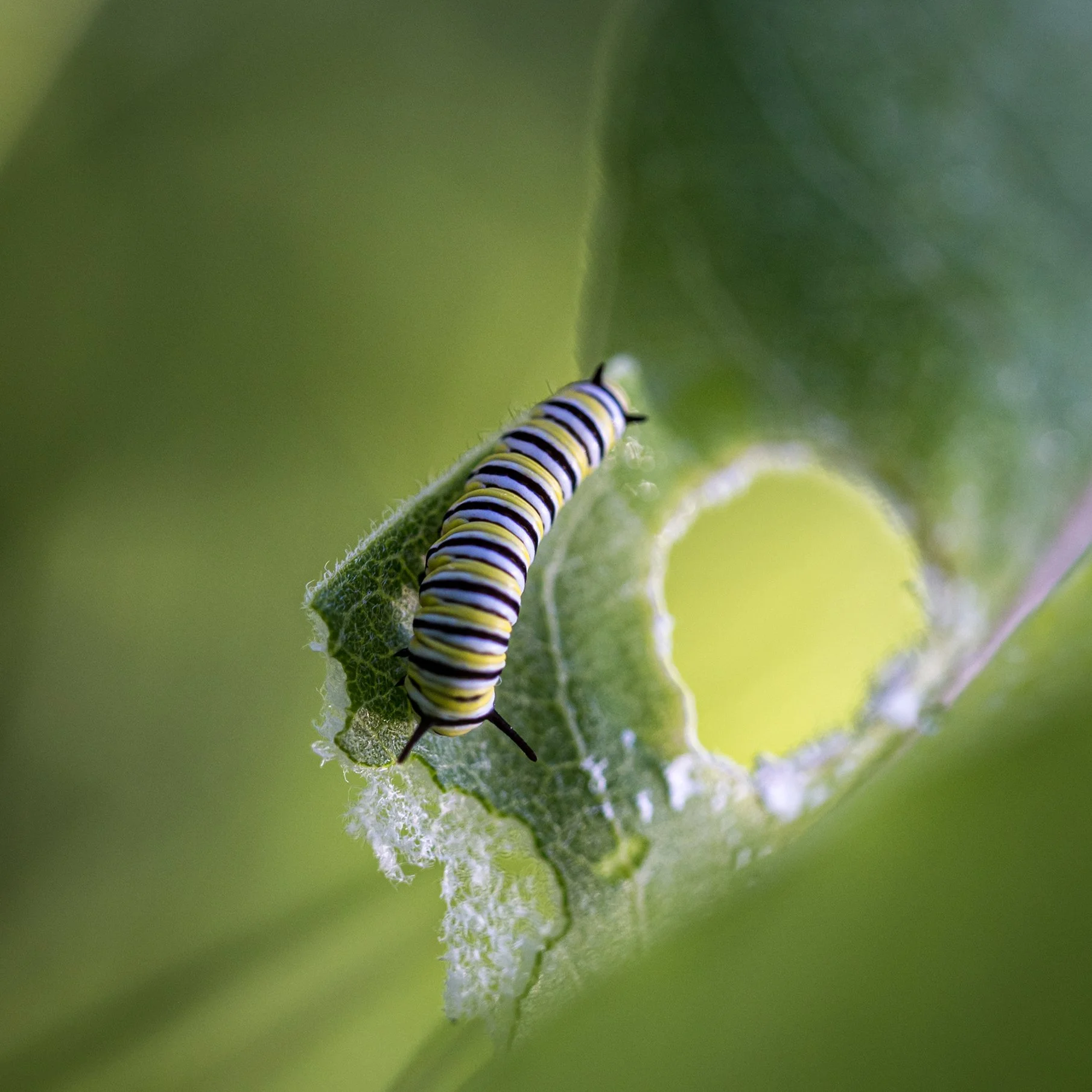 CATERPILLER 2