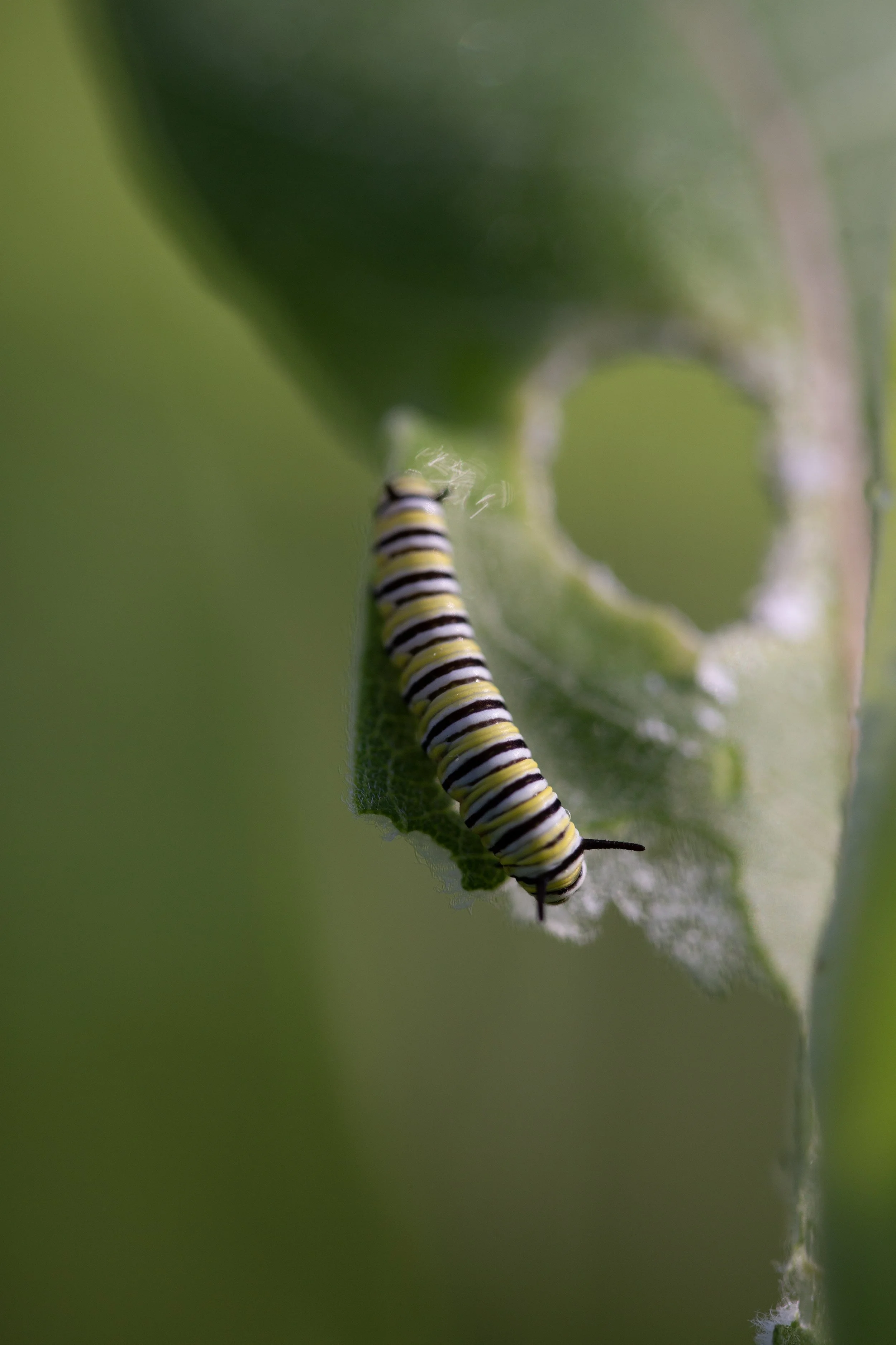 CATERPILLER 3
