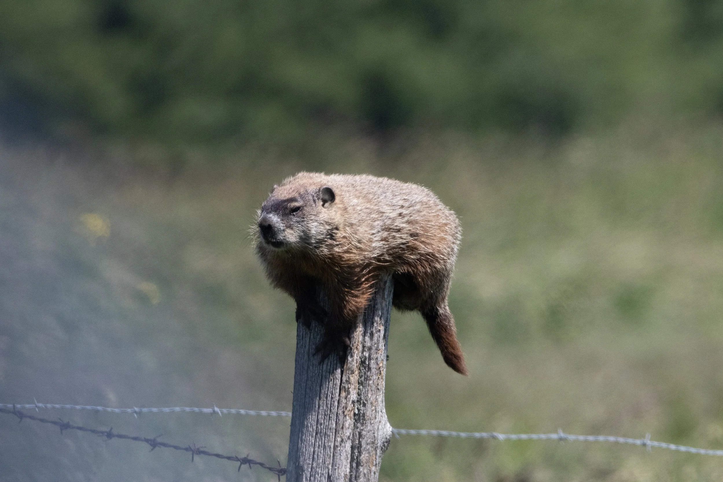 WOODCHUCK