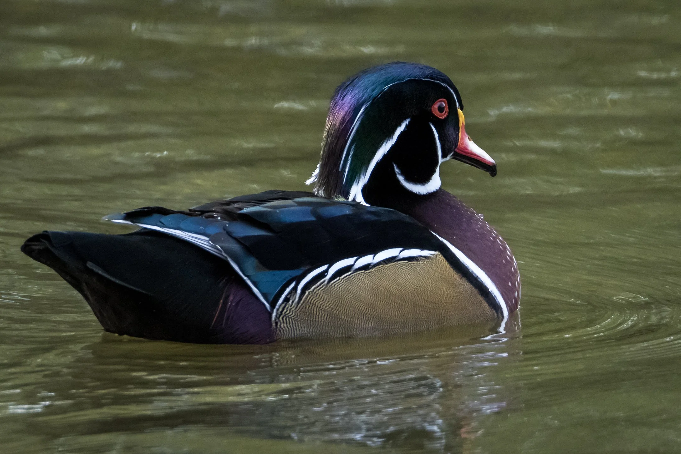 WOOD DUCK 2