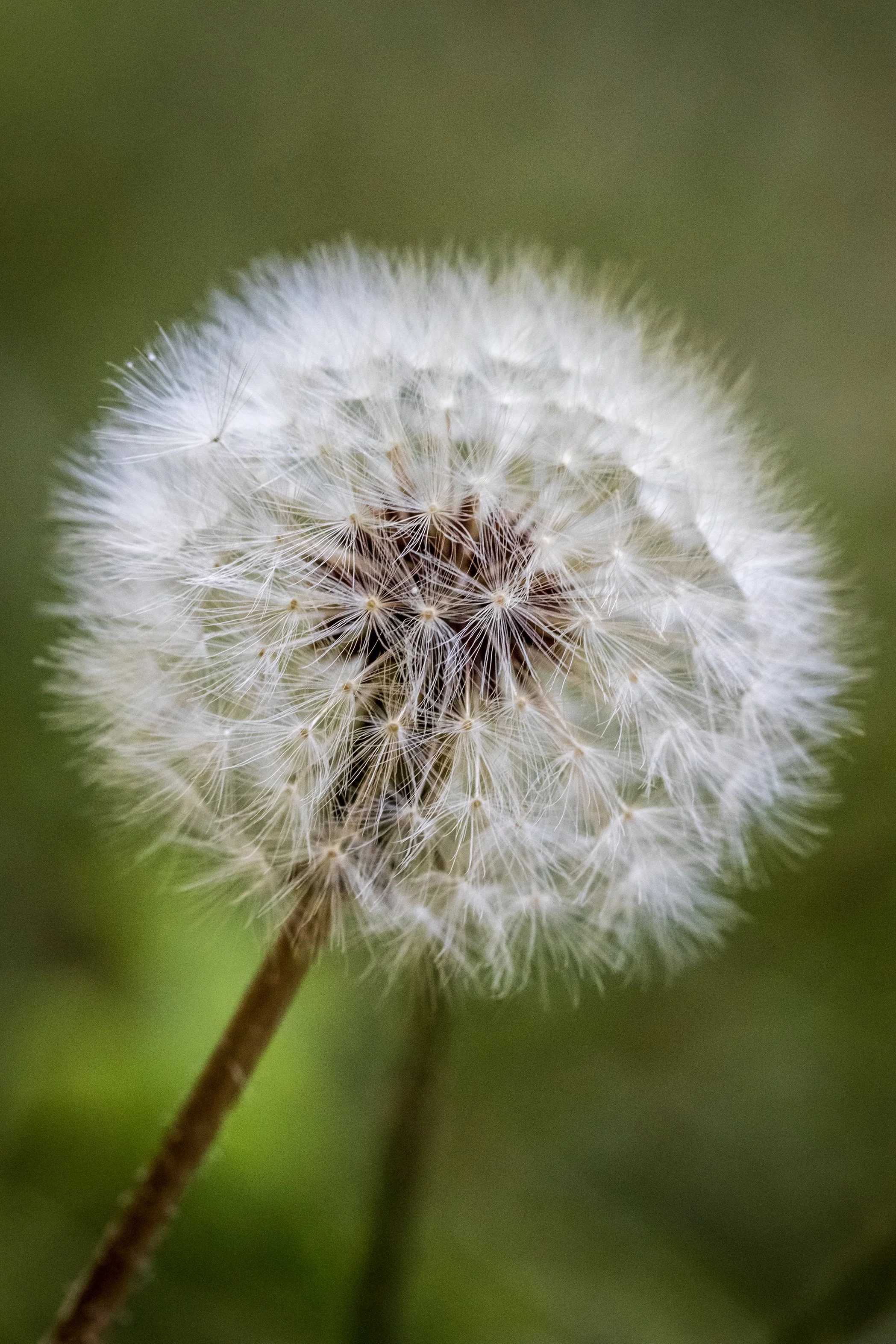 DANDILION