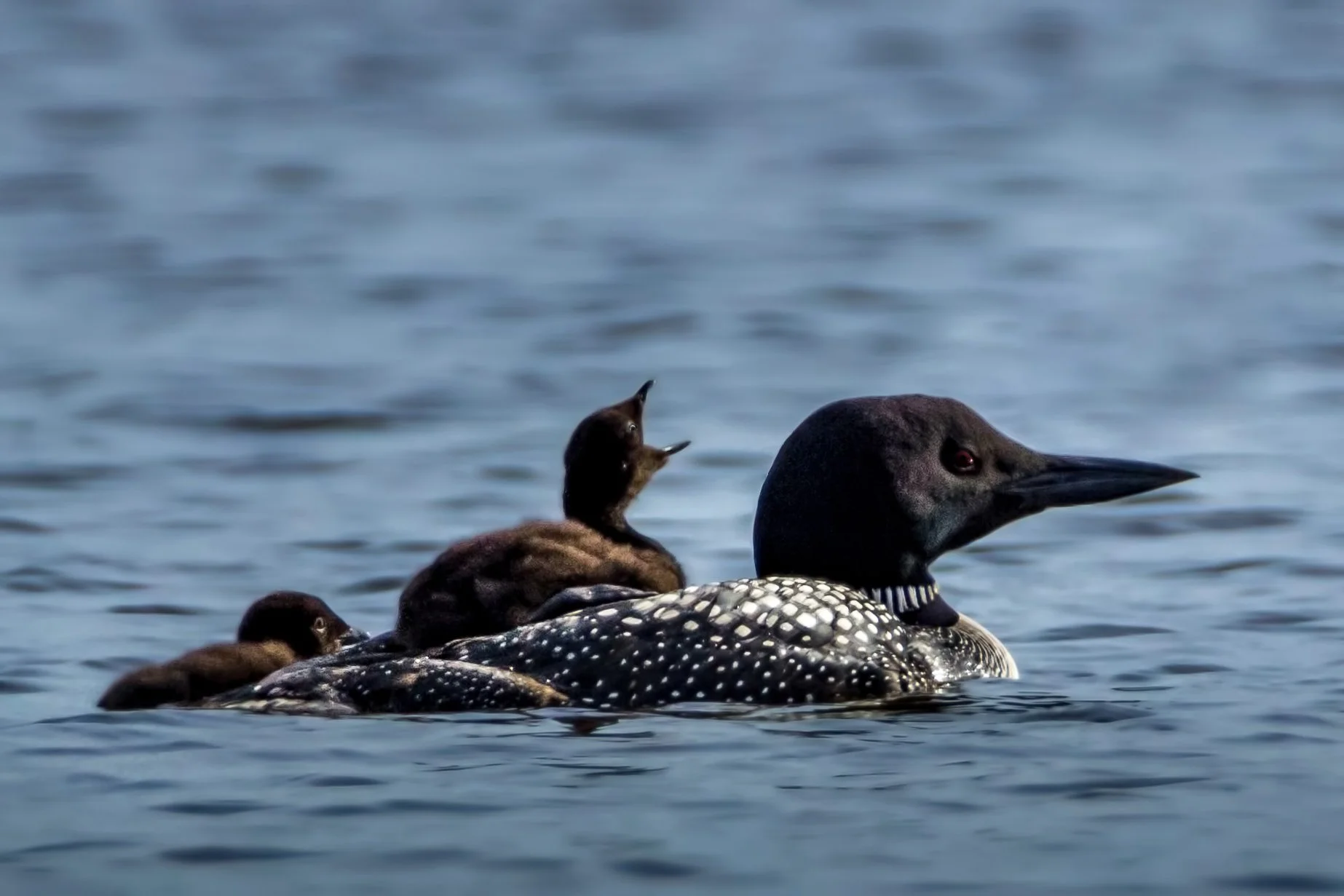 Loon with Babies