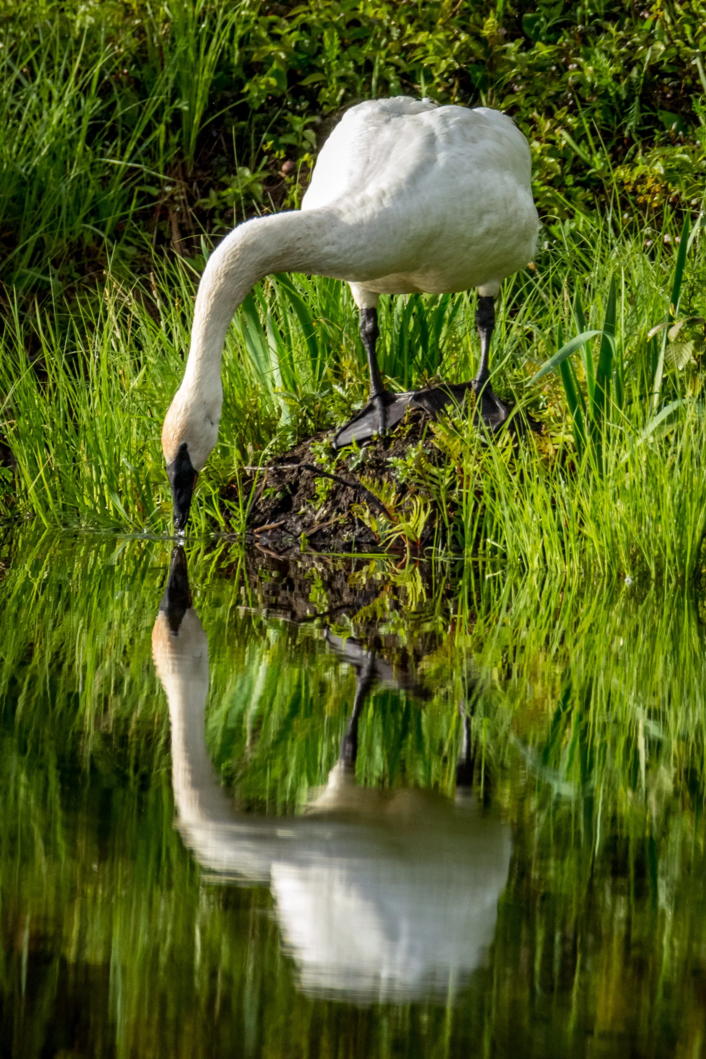 Swan with reflection