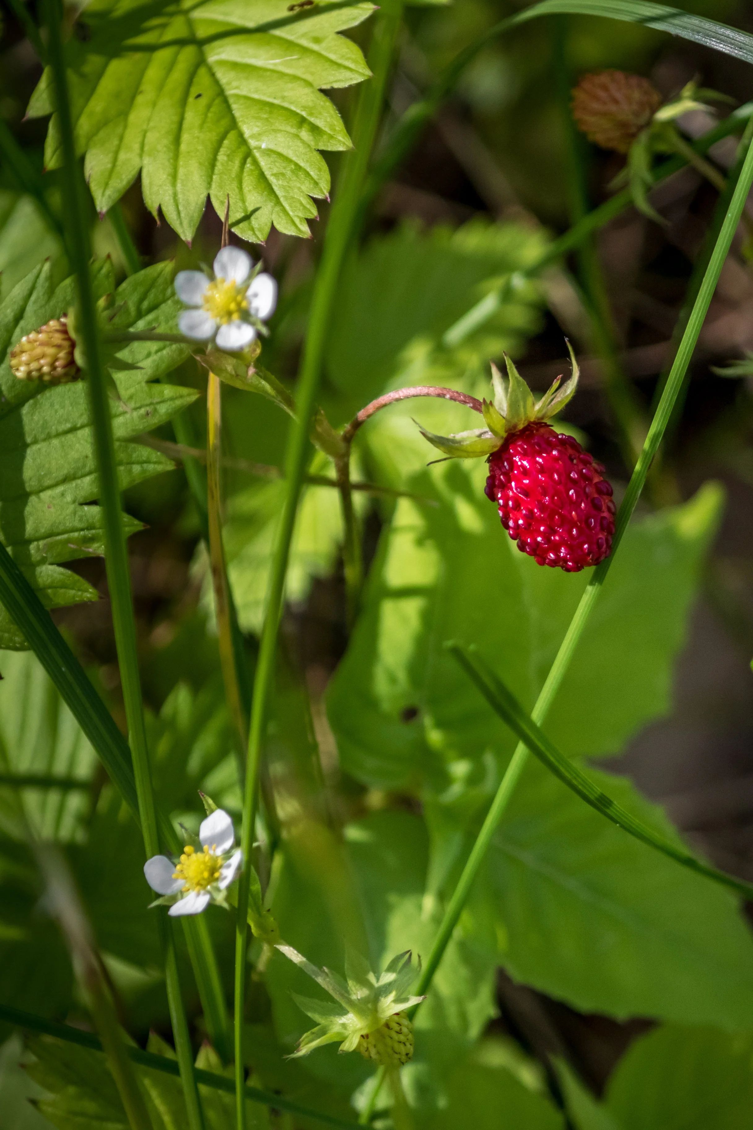 wild strawberries
