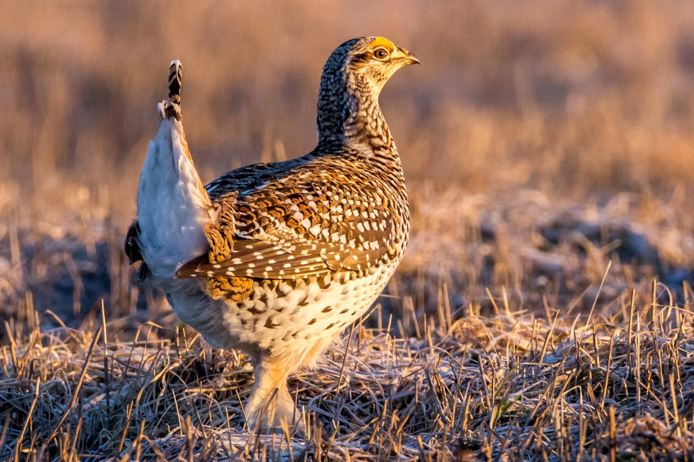 Sharp Tail Grouse 