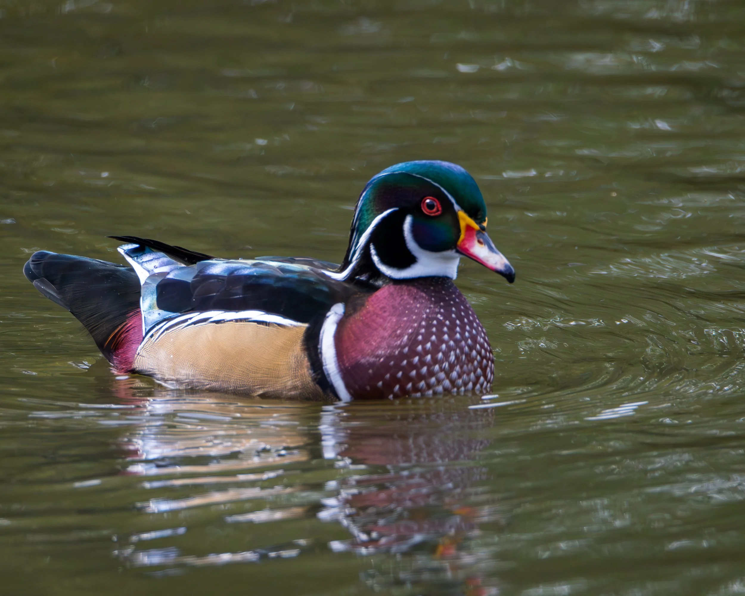 Wood Duck