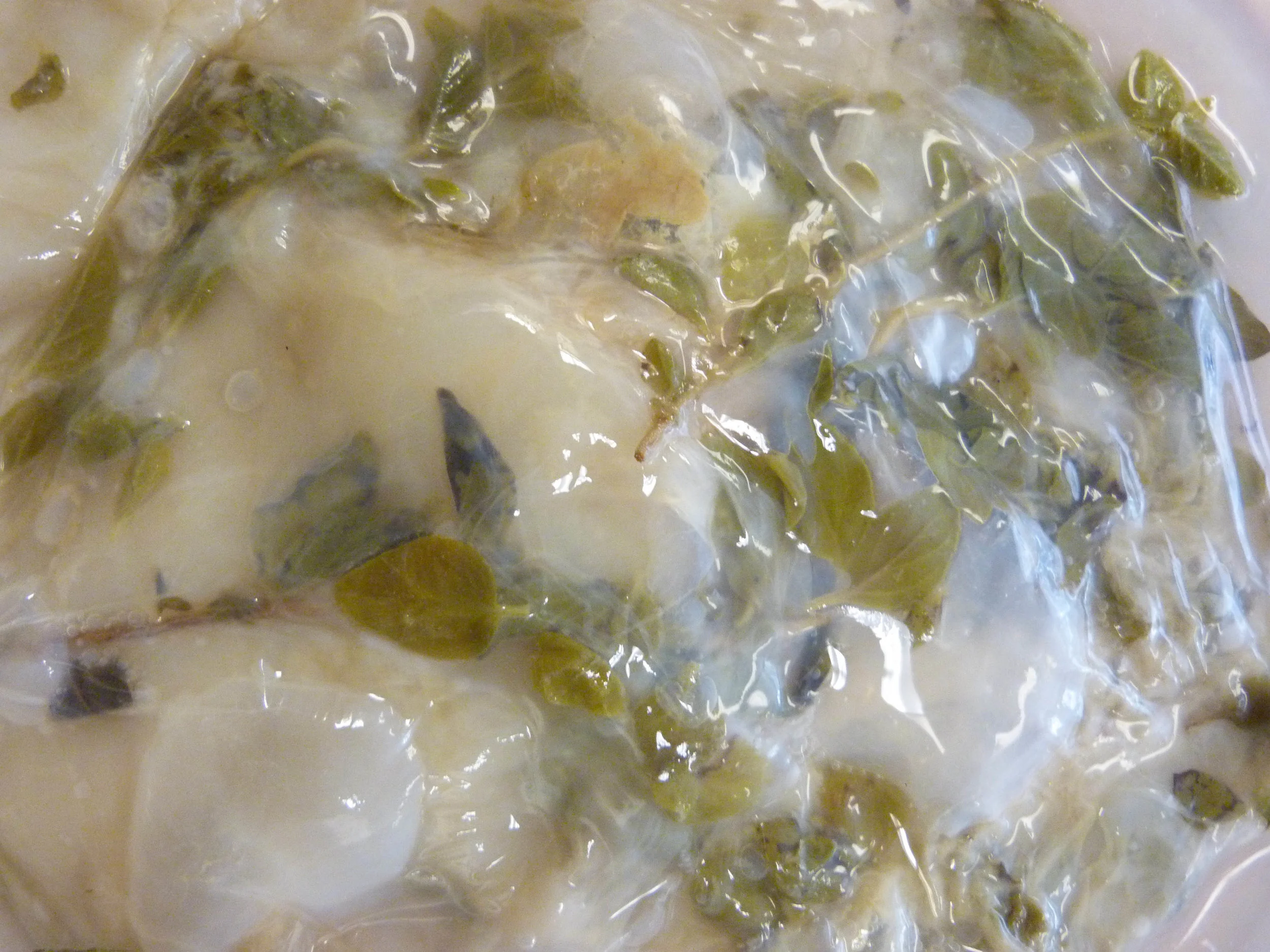 Oregano SCOBY