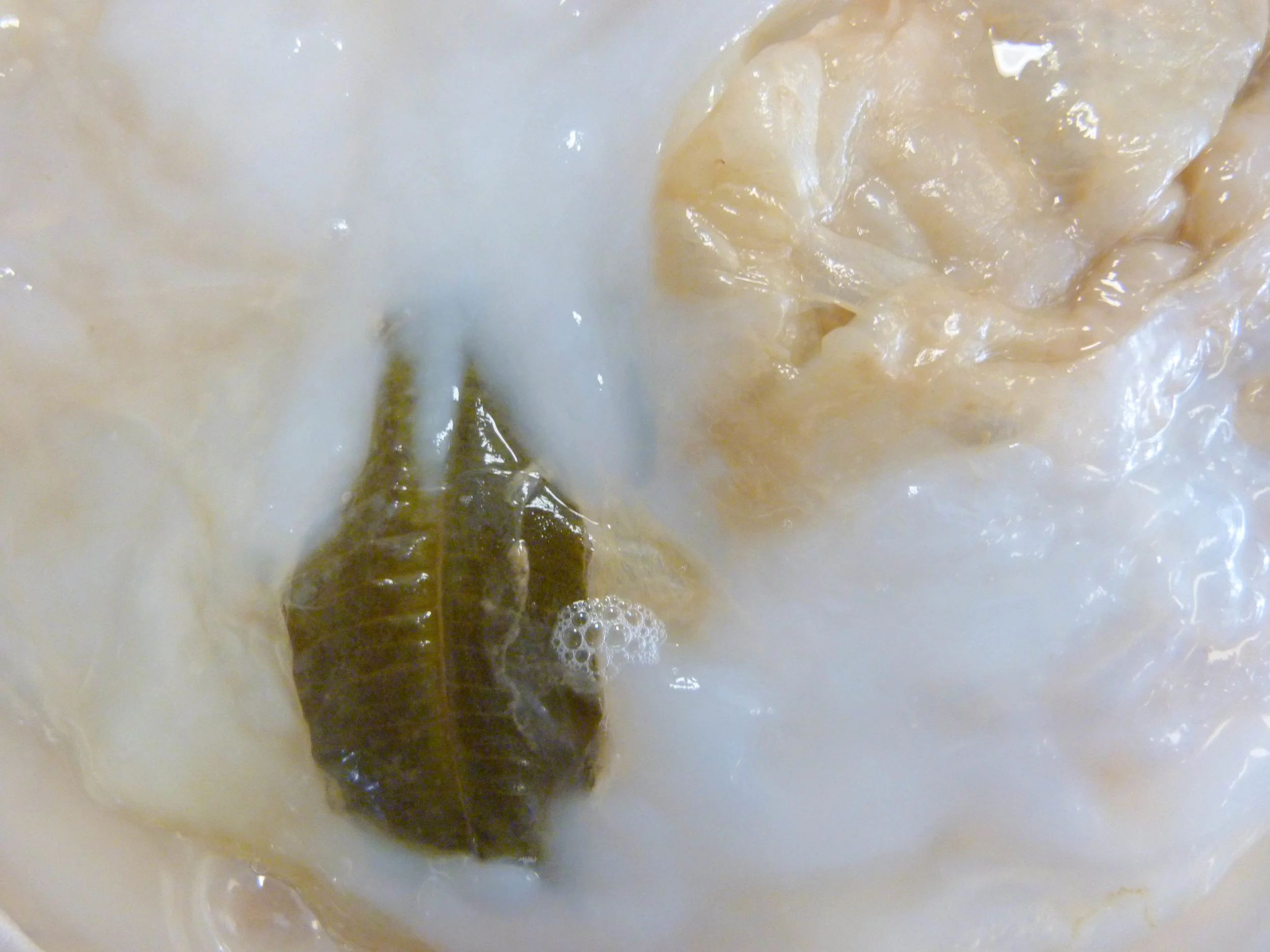 Lemon Verbena SCOBY