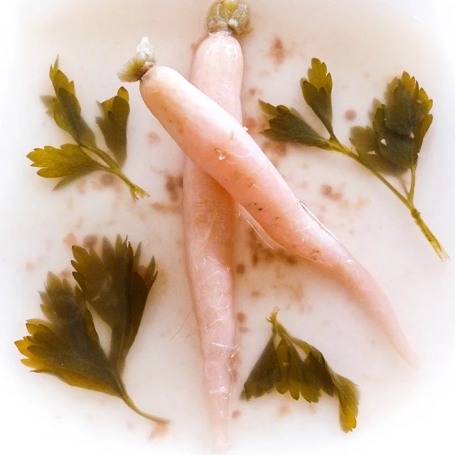 Dragon Tongue Radishes Fermented in a Parsley Coriander Brine