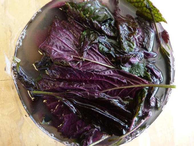Shiso in Ume Brine