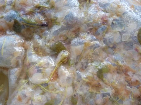  Cherry Blossom SCOBY