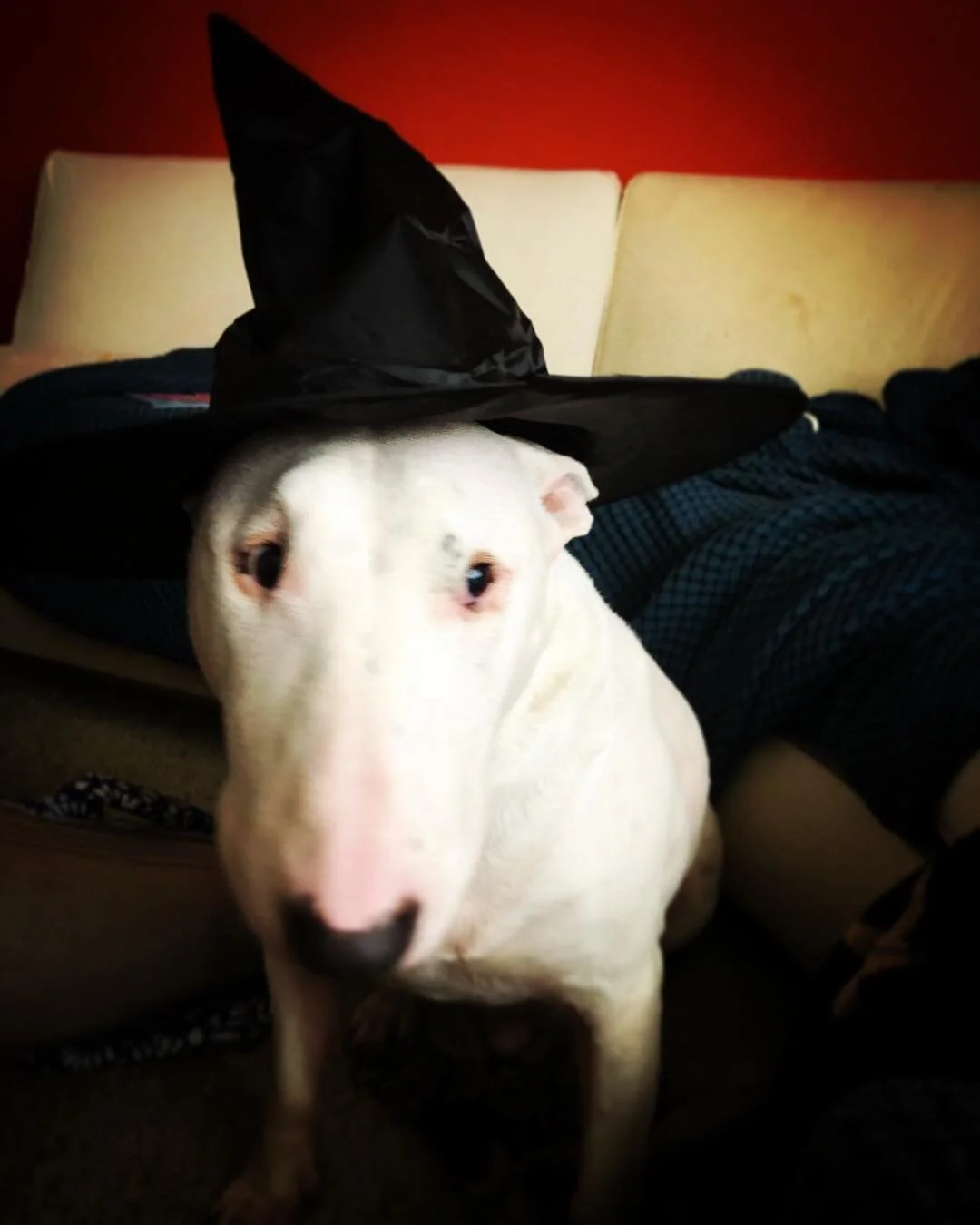 🎃Ghost The Saddest Witch🎃 
#intern #bullterrier #halloween #longislandsmallbusiness