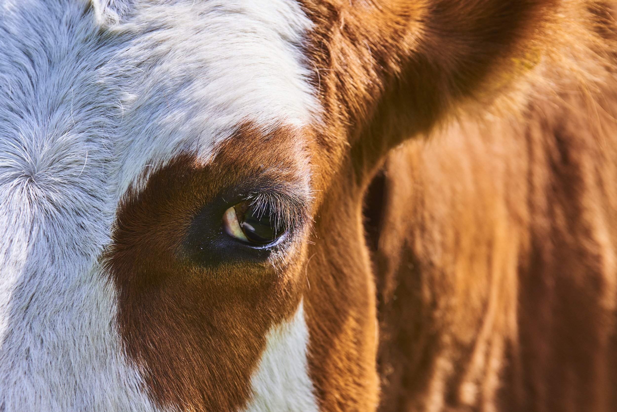 cow.jpg