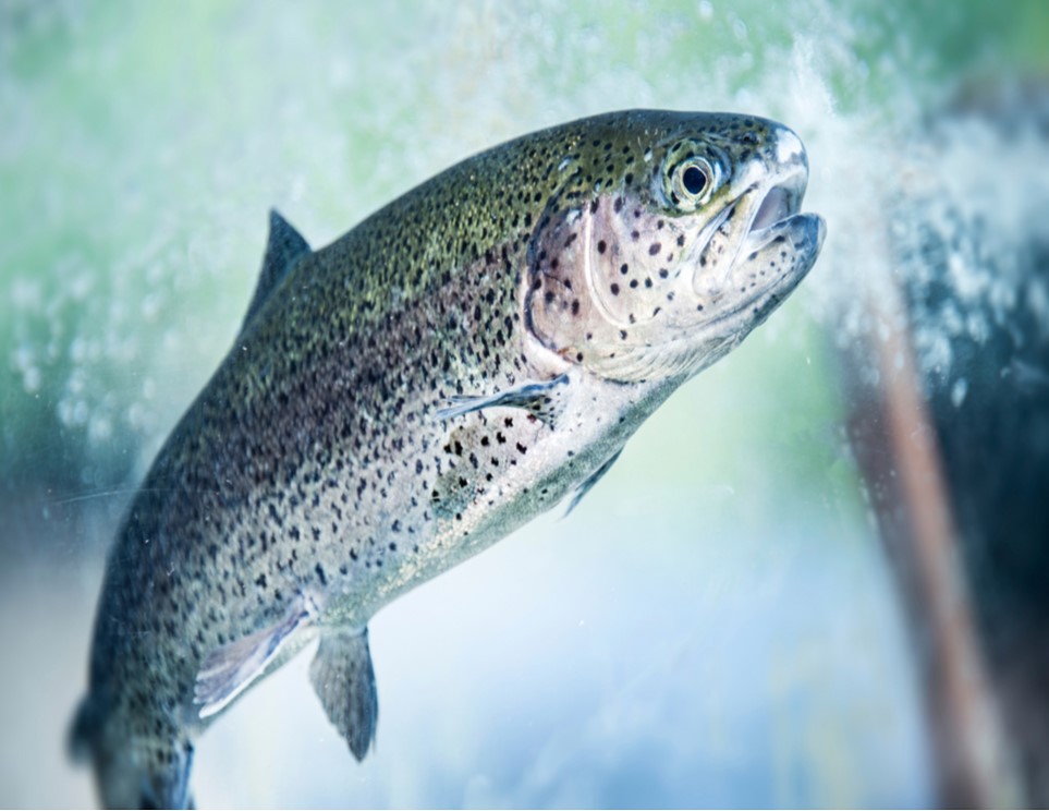 fish.jpg