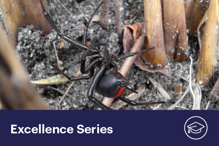 Endemic and introduced widow spiders in New Zealand