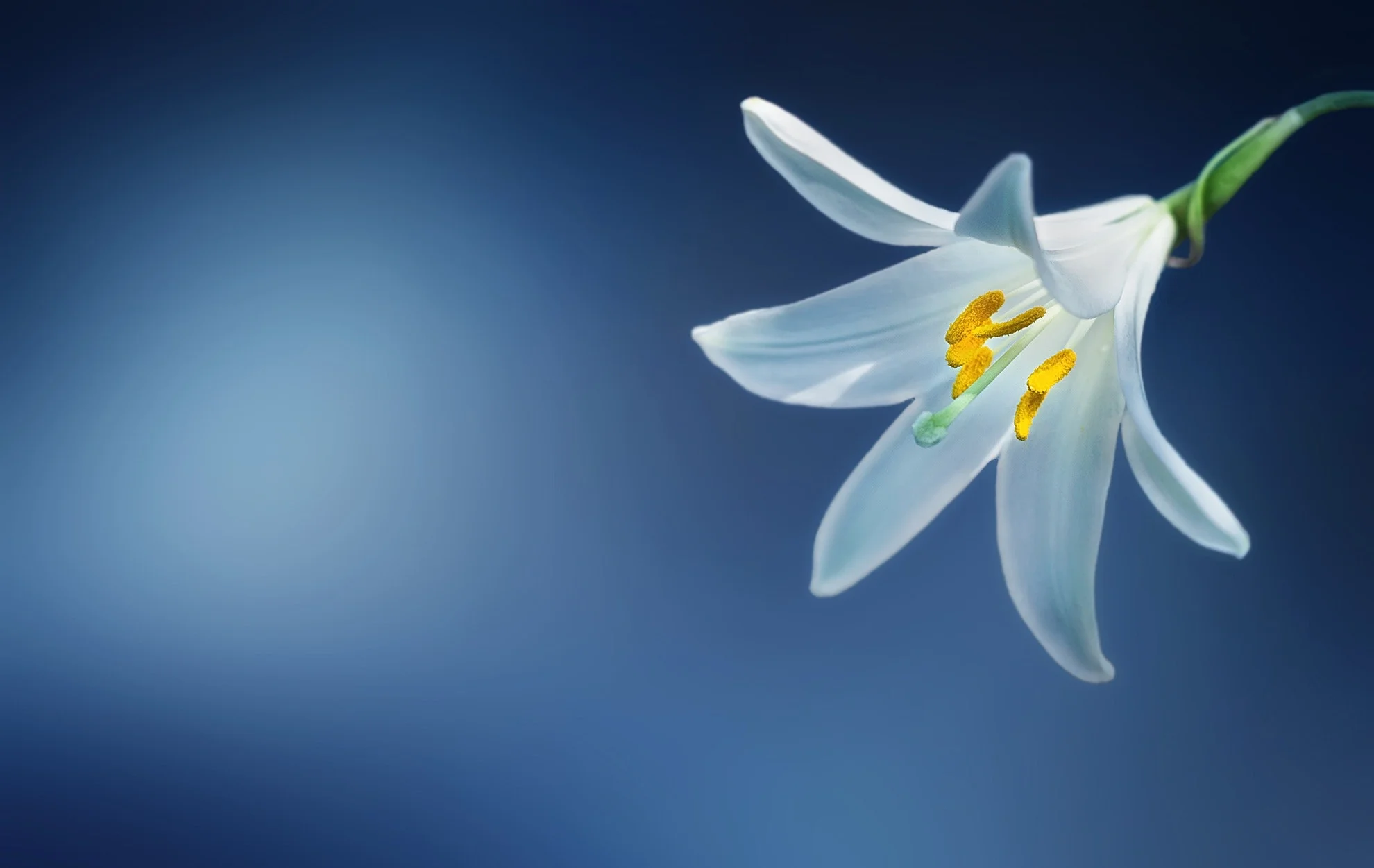 bloom-blooming-blossom-36770.jpg