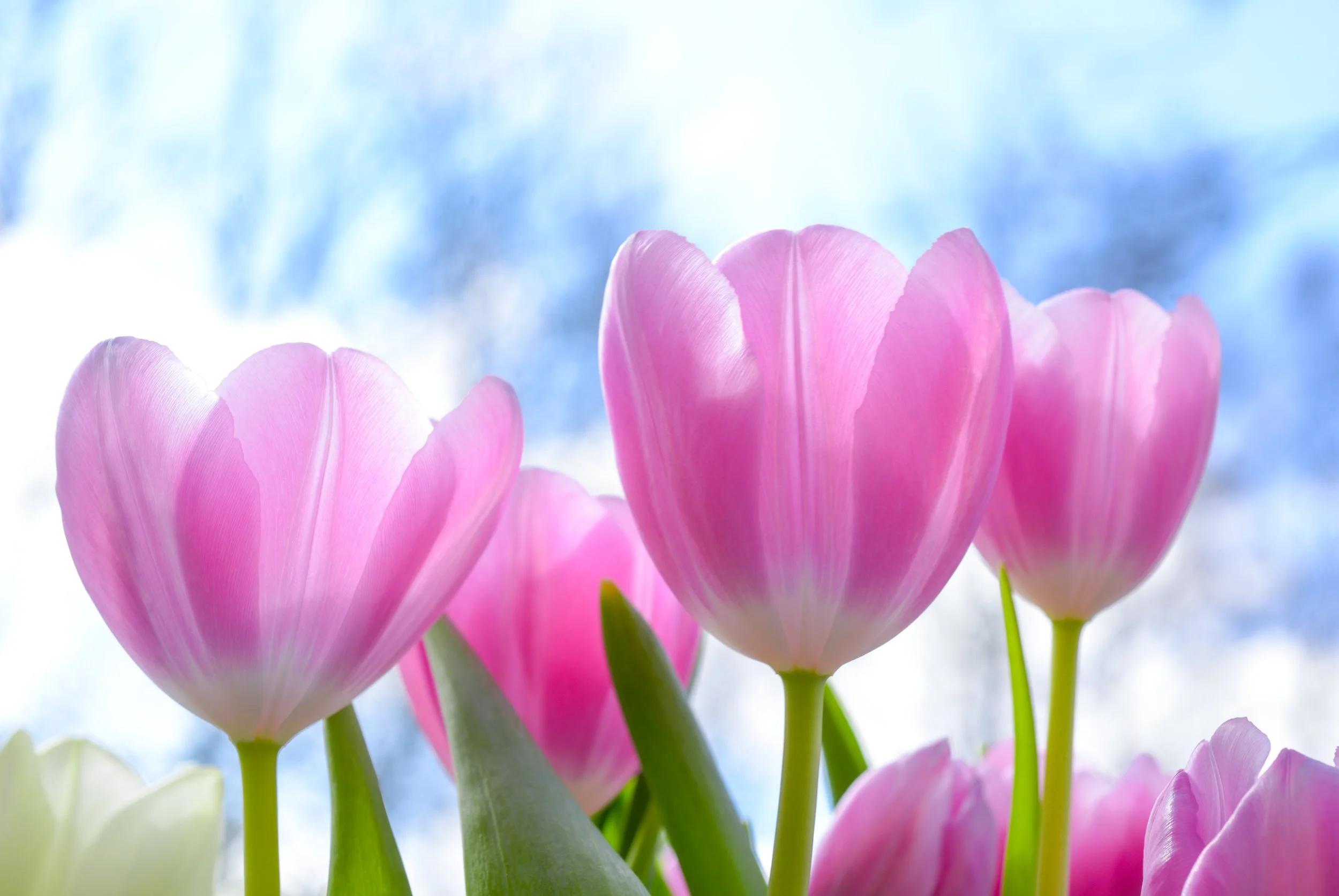 beautiful-bloom-blooming-1019475.jpg