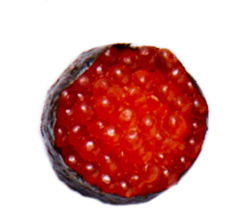 Sushi3.png