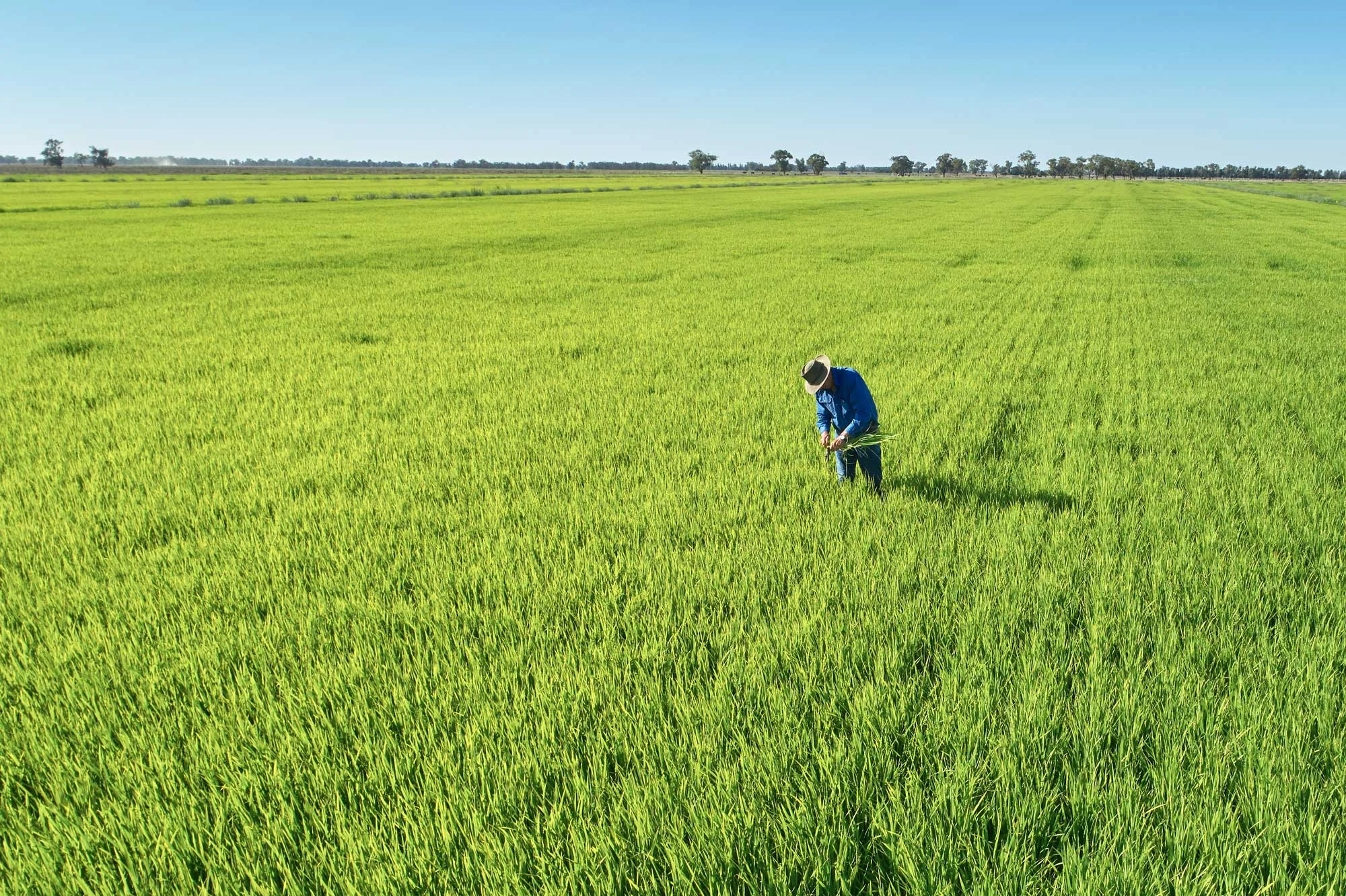 Rice5Full-80web.jpg