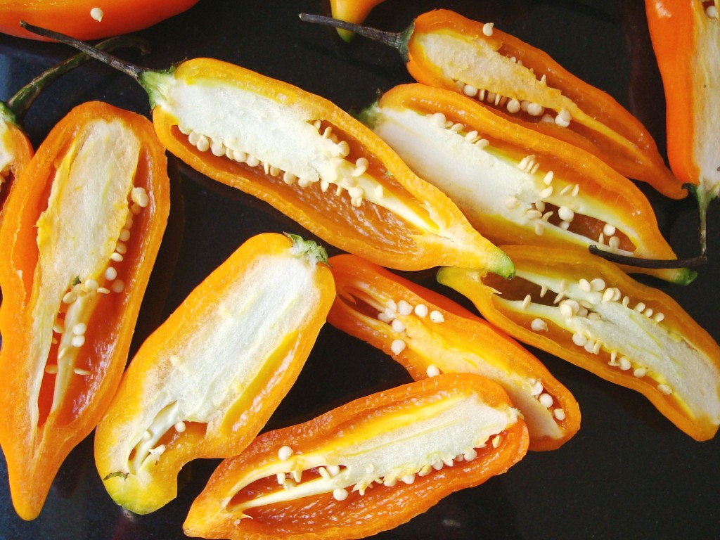 AJI-AMARILLO21-1024x768