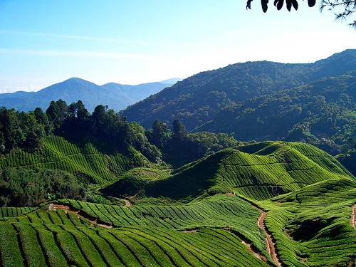 tea fields