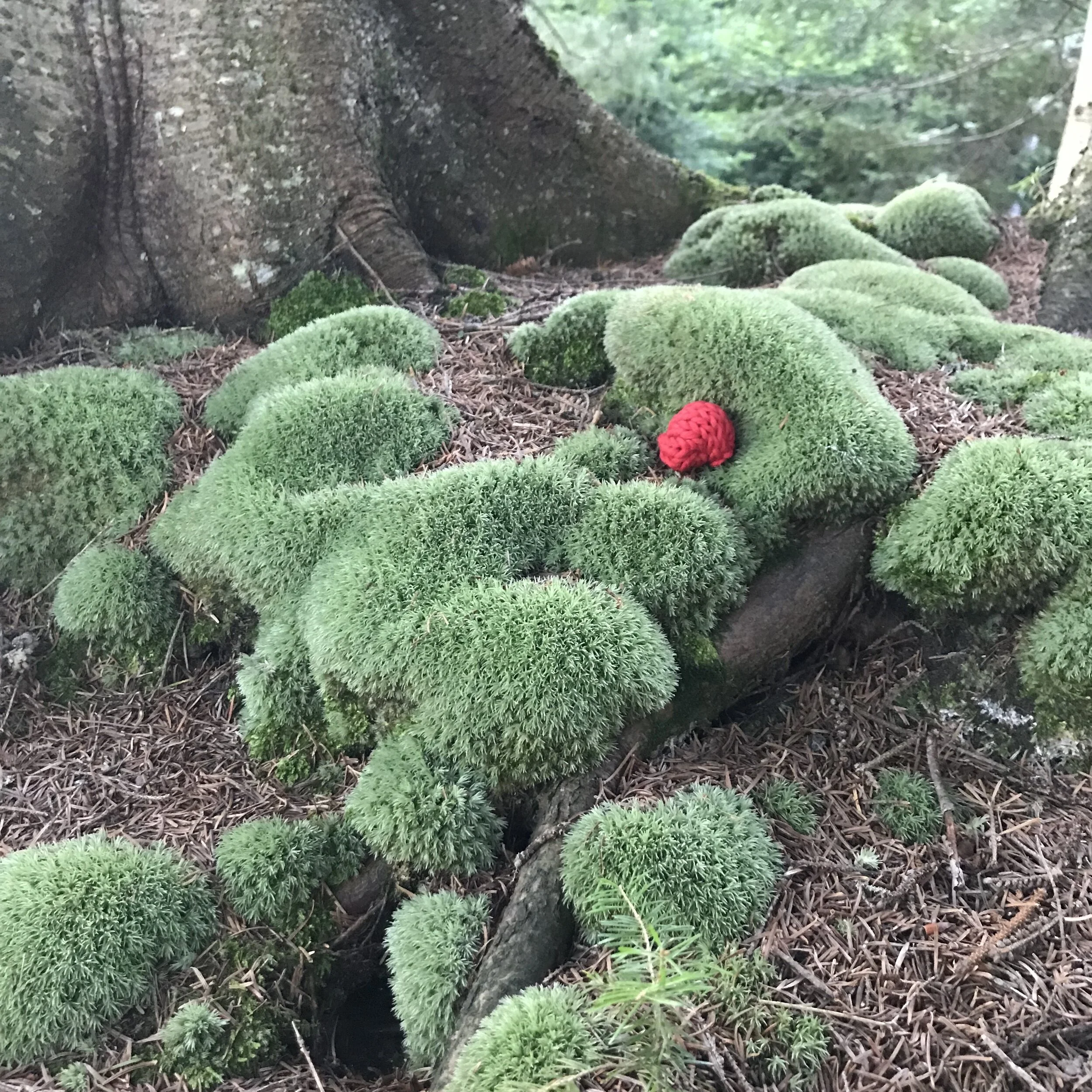 Moss and Tree, Twitchell Lake, New York 2019
