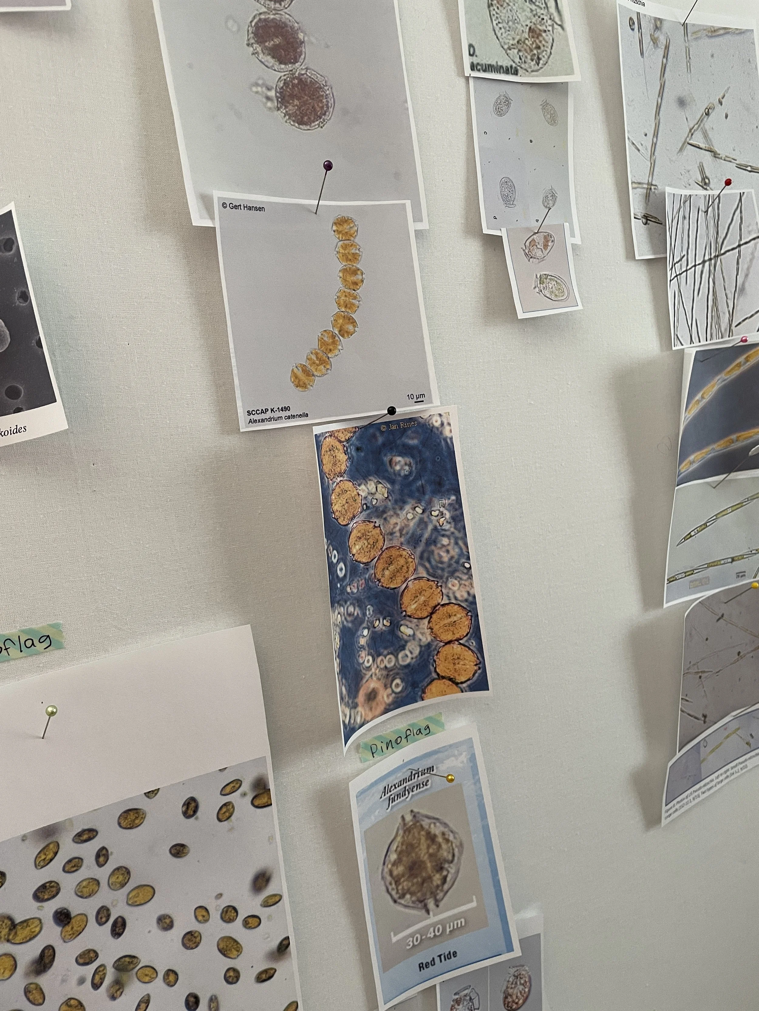 Various photographs for reference