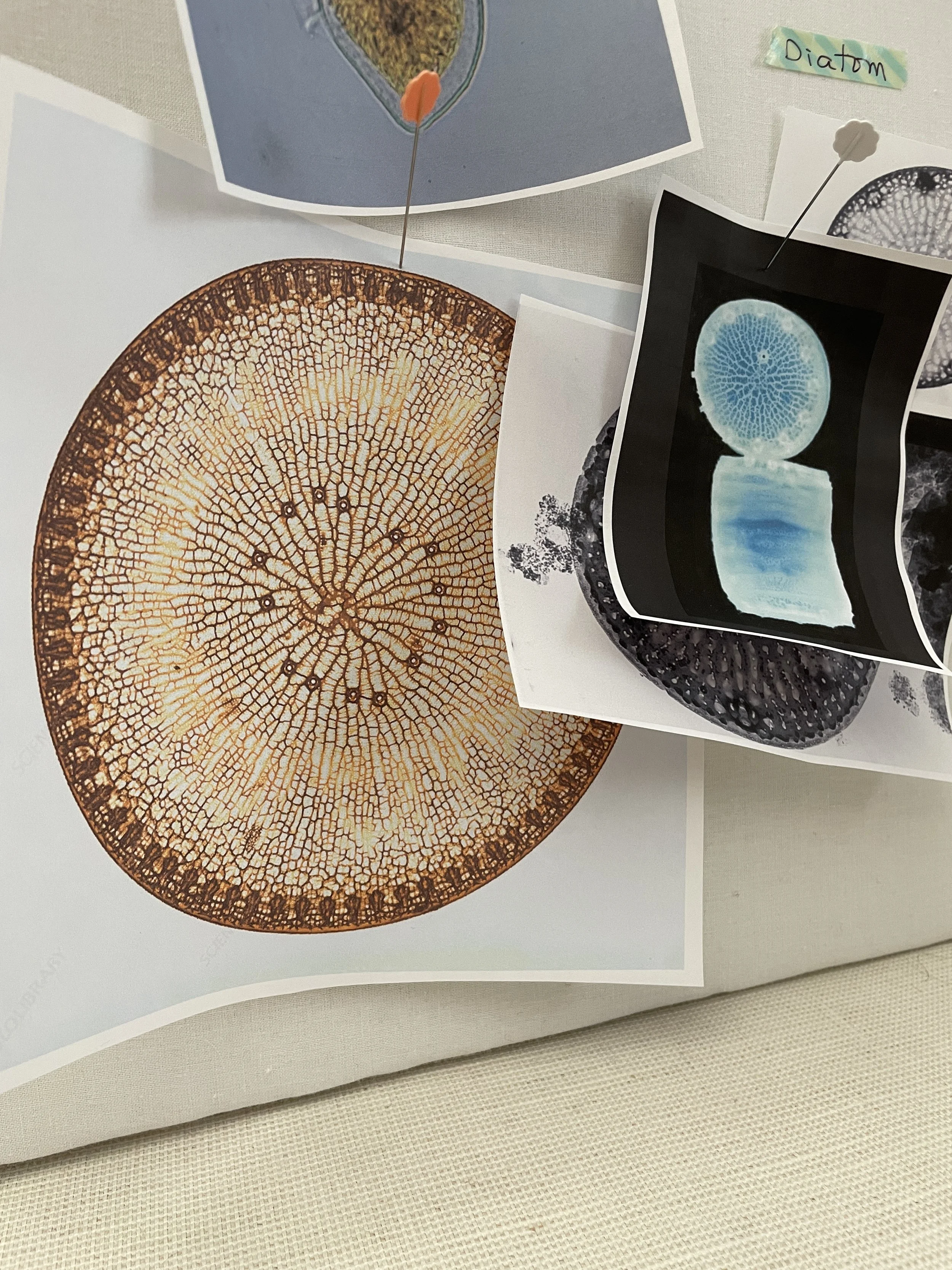 Diatom photographs for reference