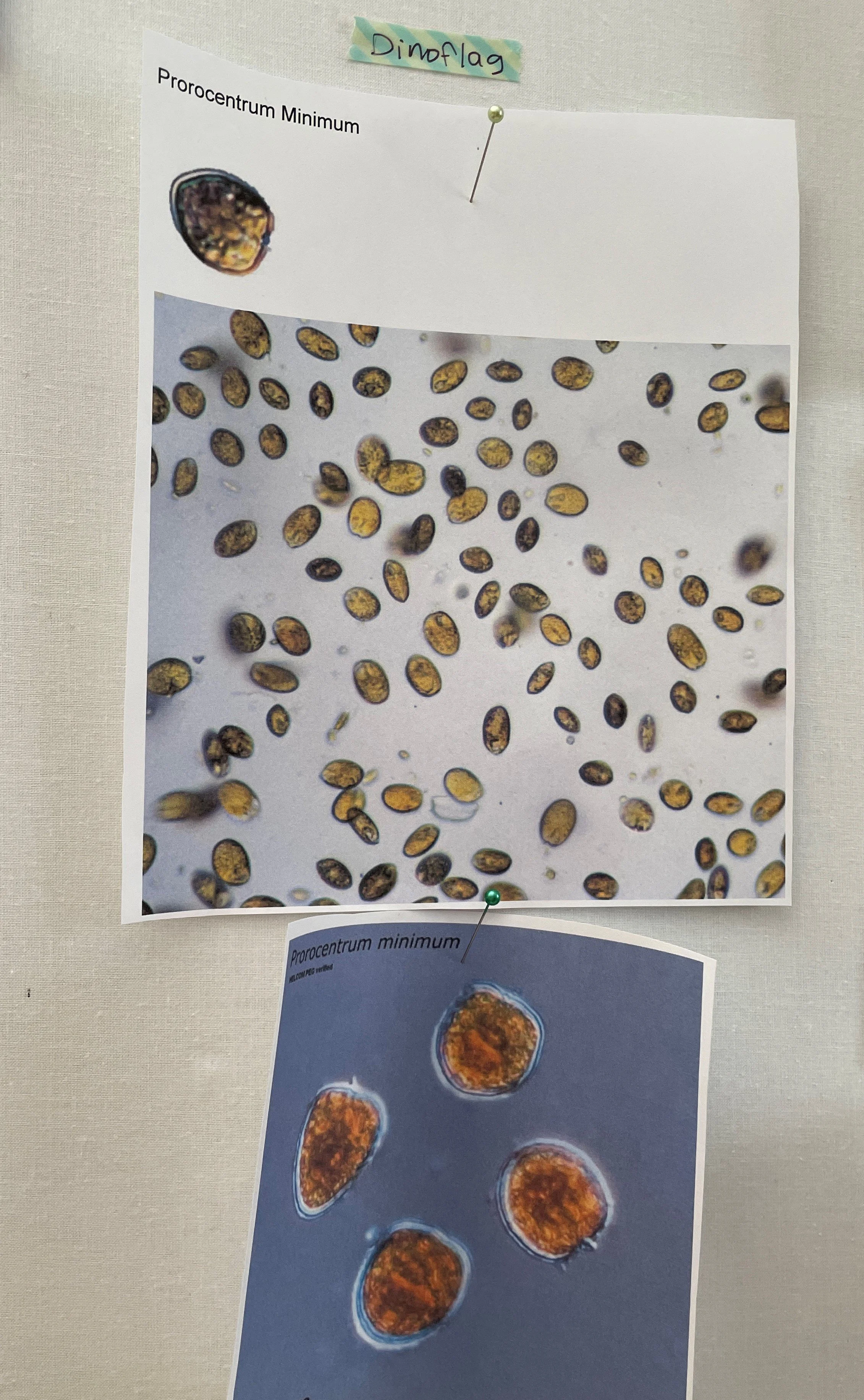 Dinoflagellate photos for reference