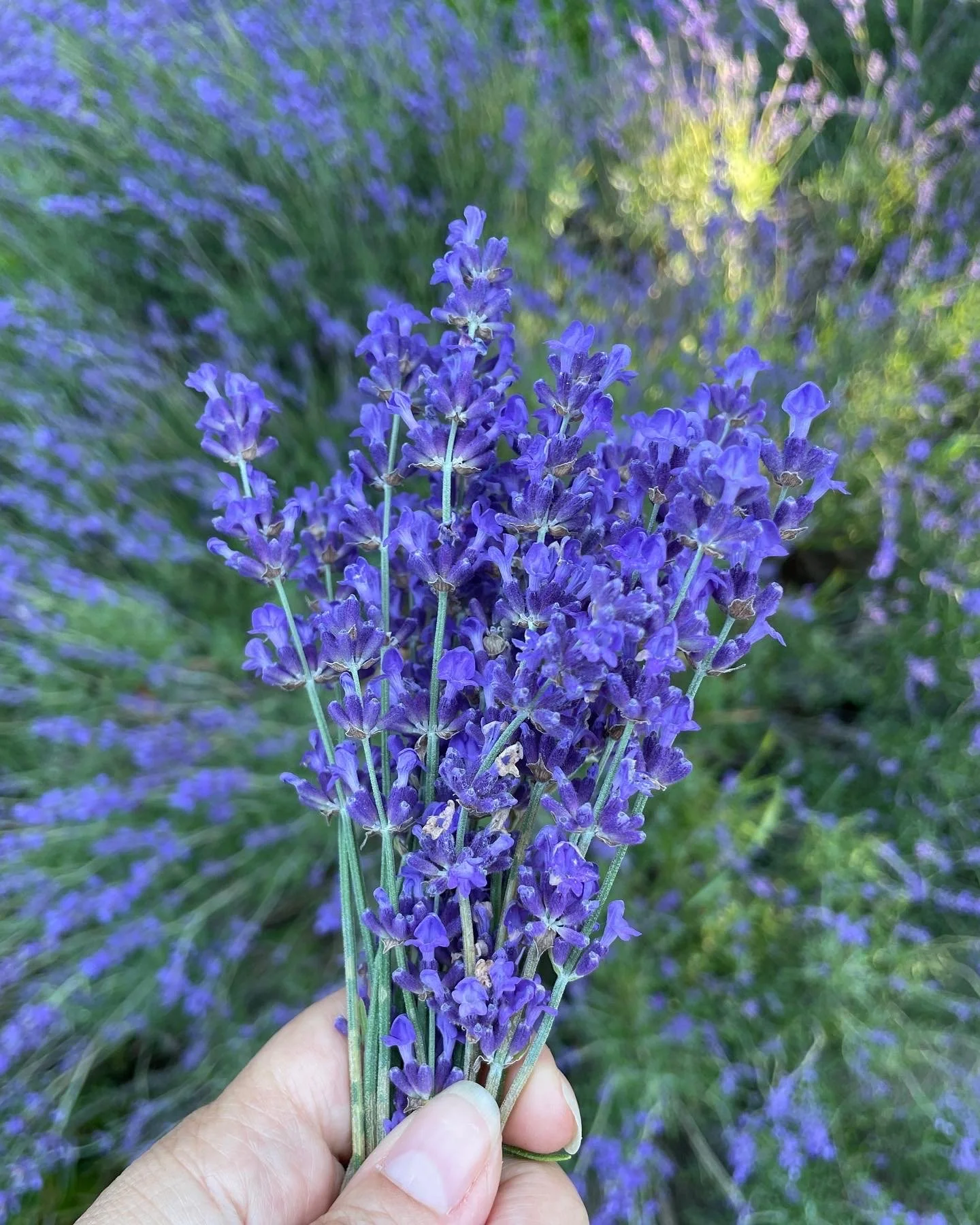Harvesting Lavender