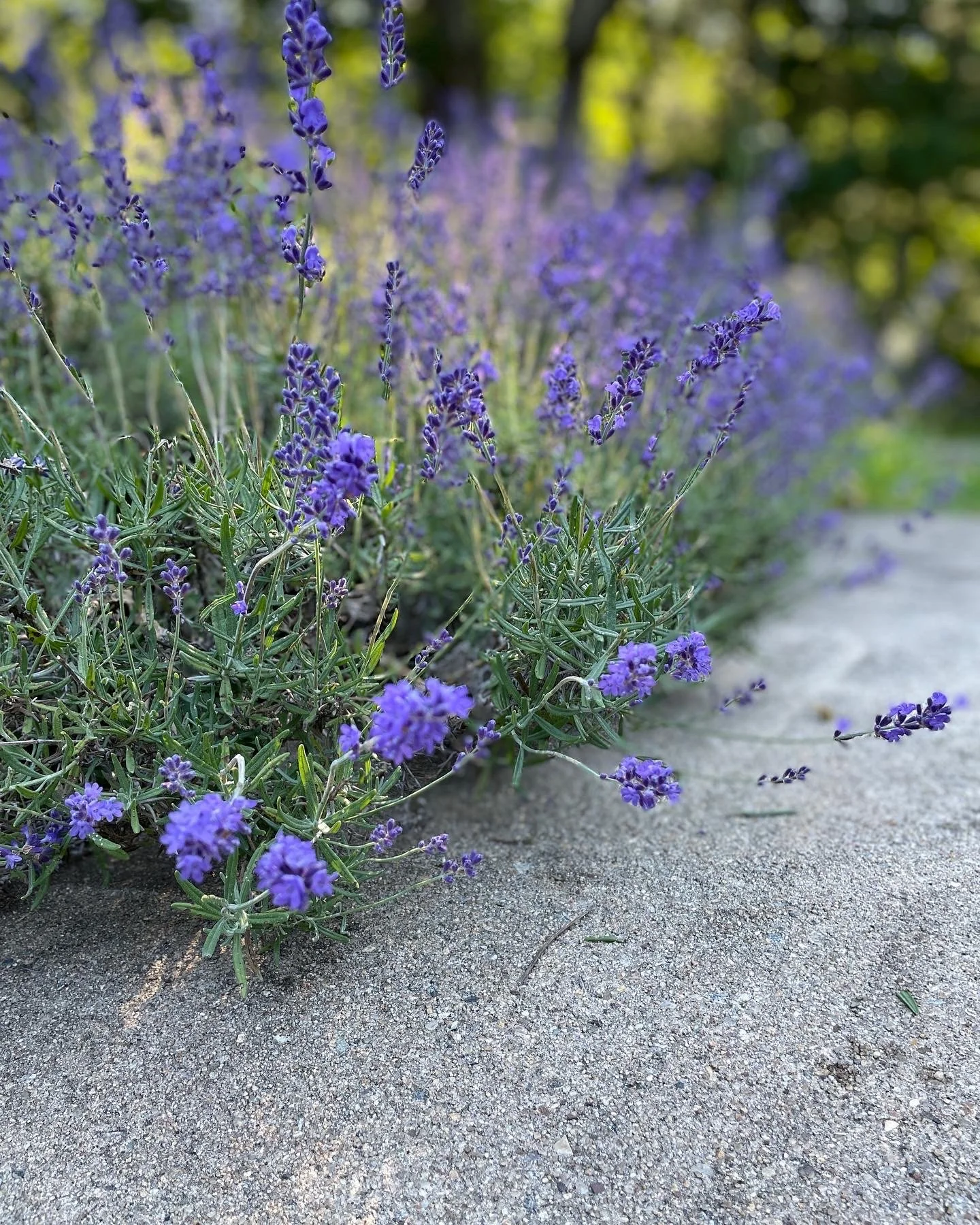 My Backyard Lavender