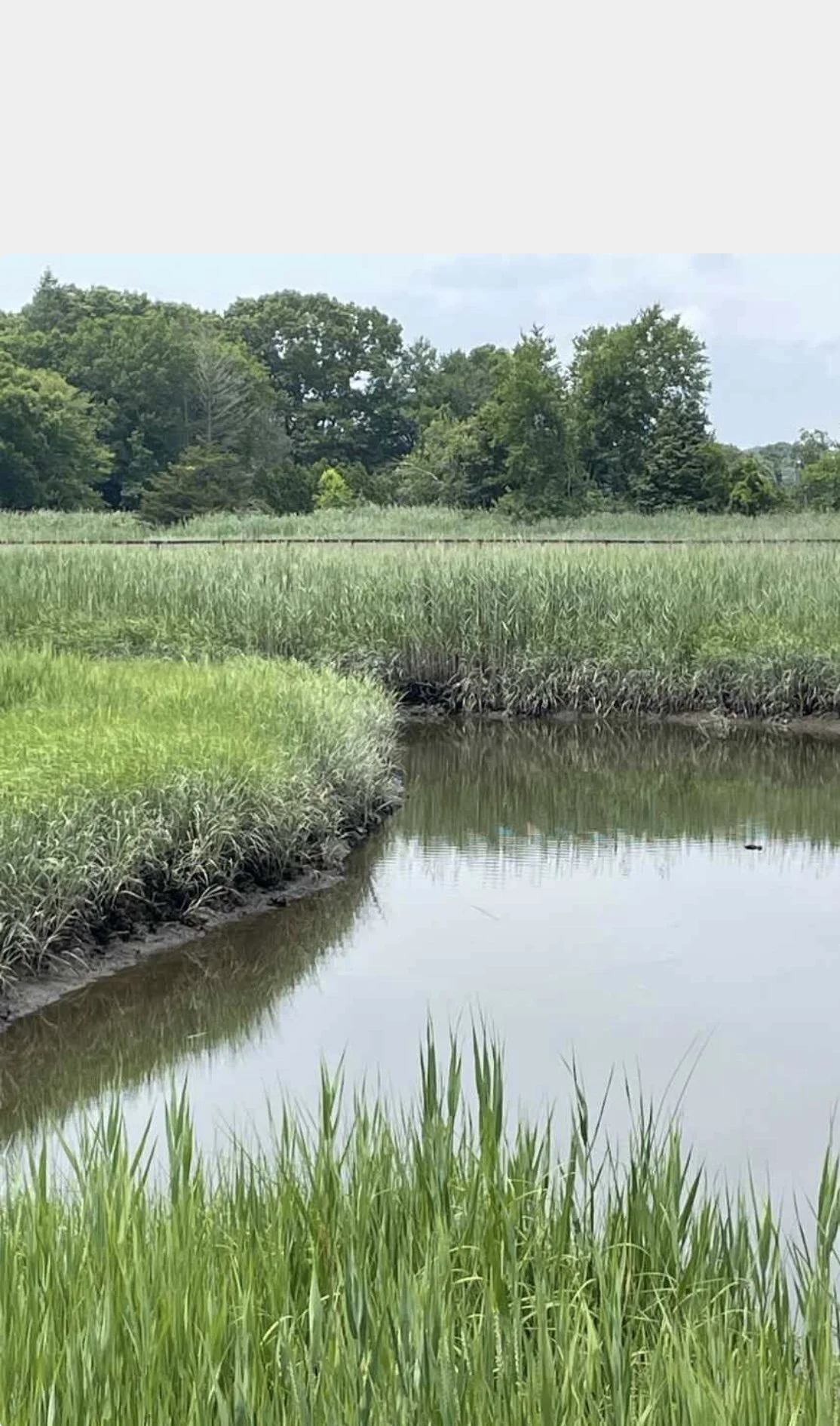   Brackish waters, Madison, Connecticut  