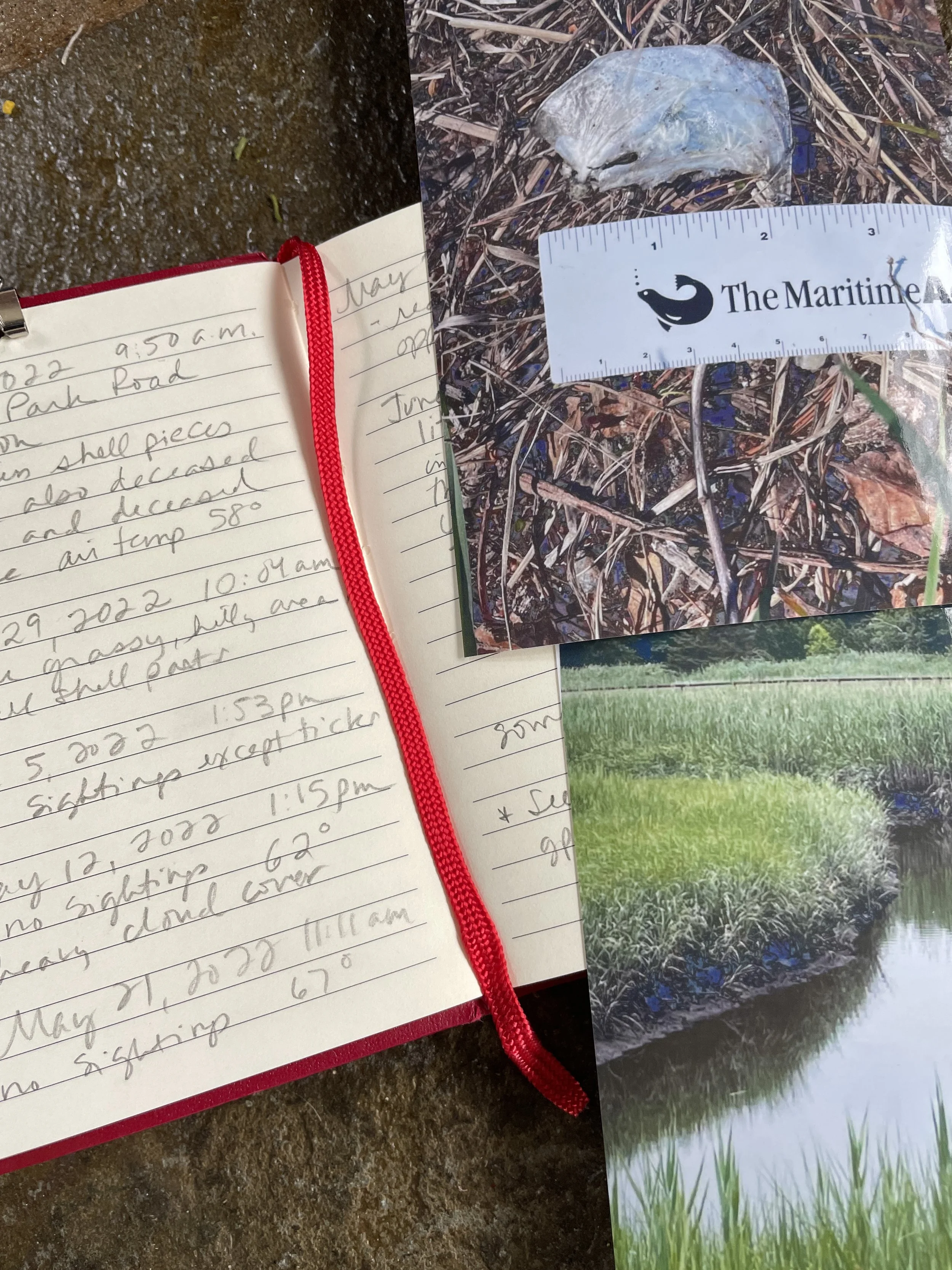   Field Notes, 2022 to Present, Marsha Borden  