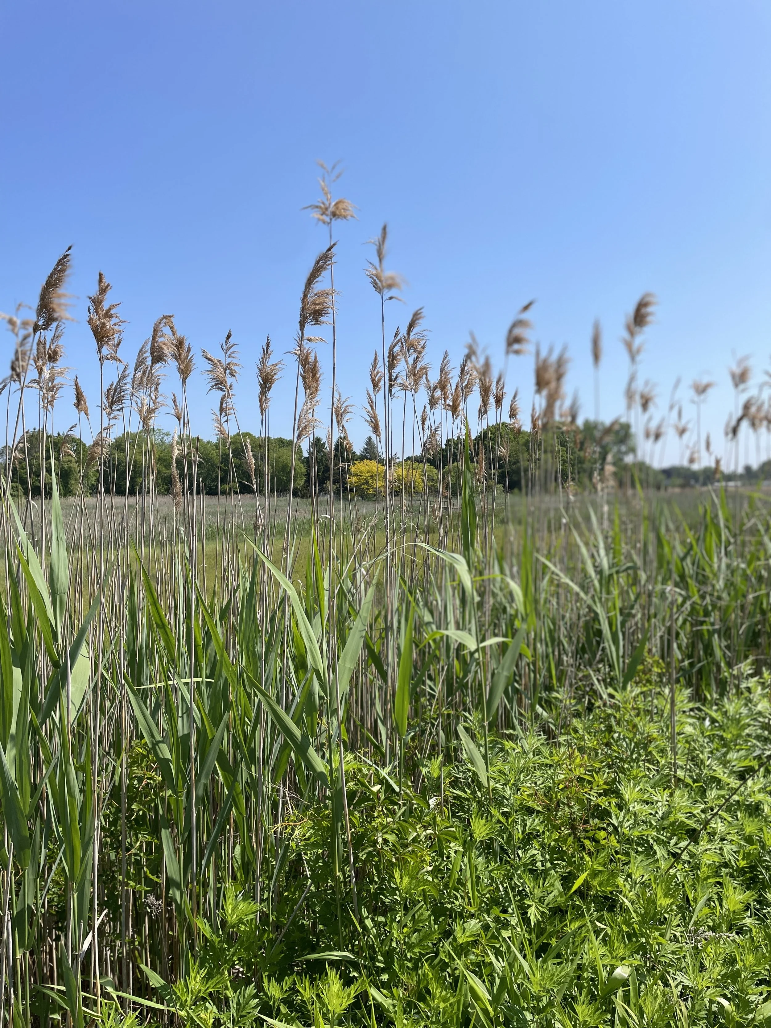   Salt Marsh, Madison, Connecticut  