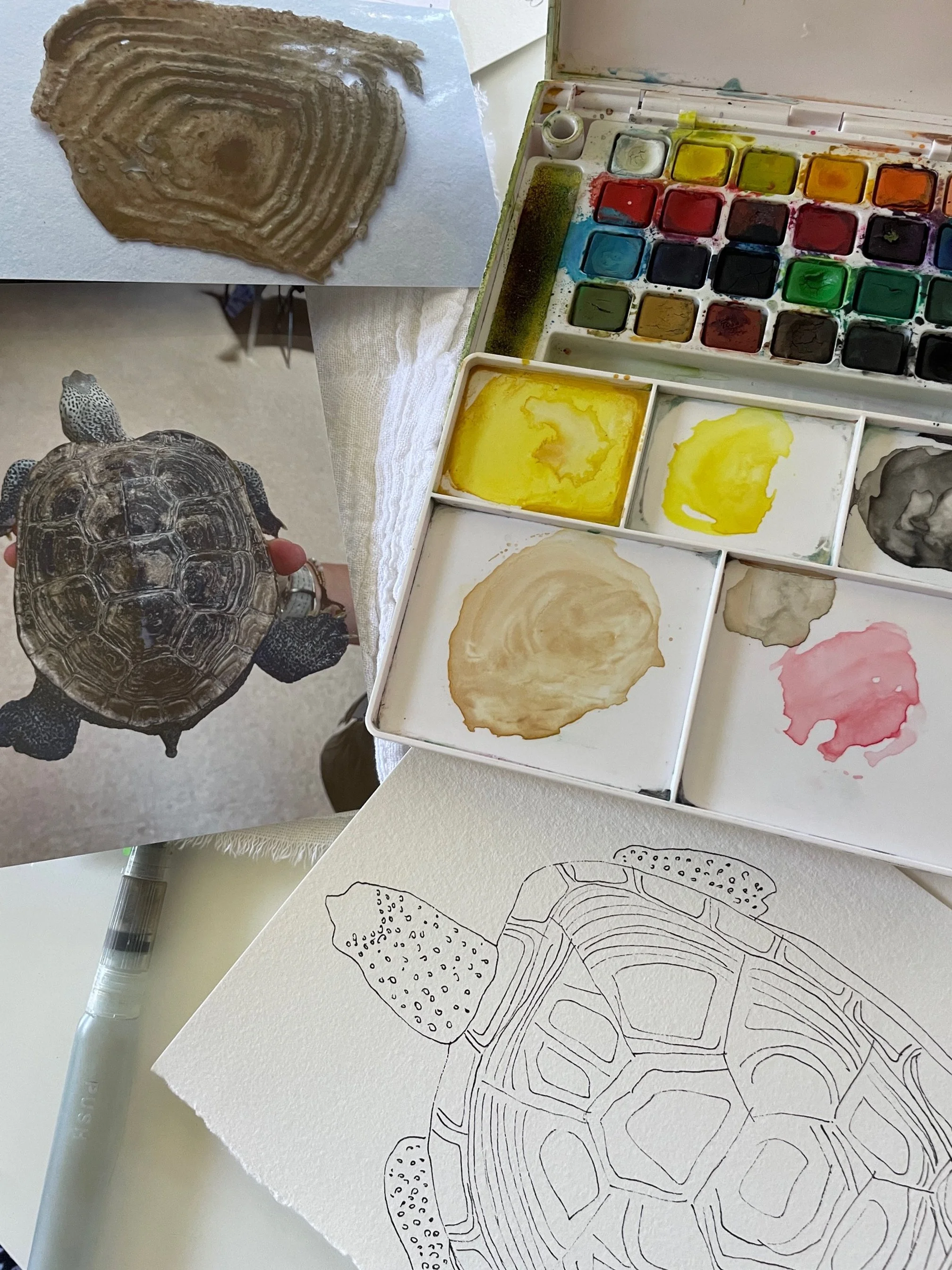   Terrapin Sketches, 2024, Marsha Borden  5" x 7",  Ink, paper, watercolor    