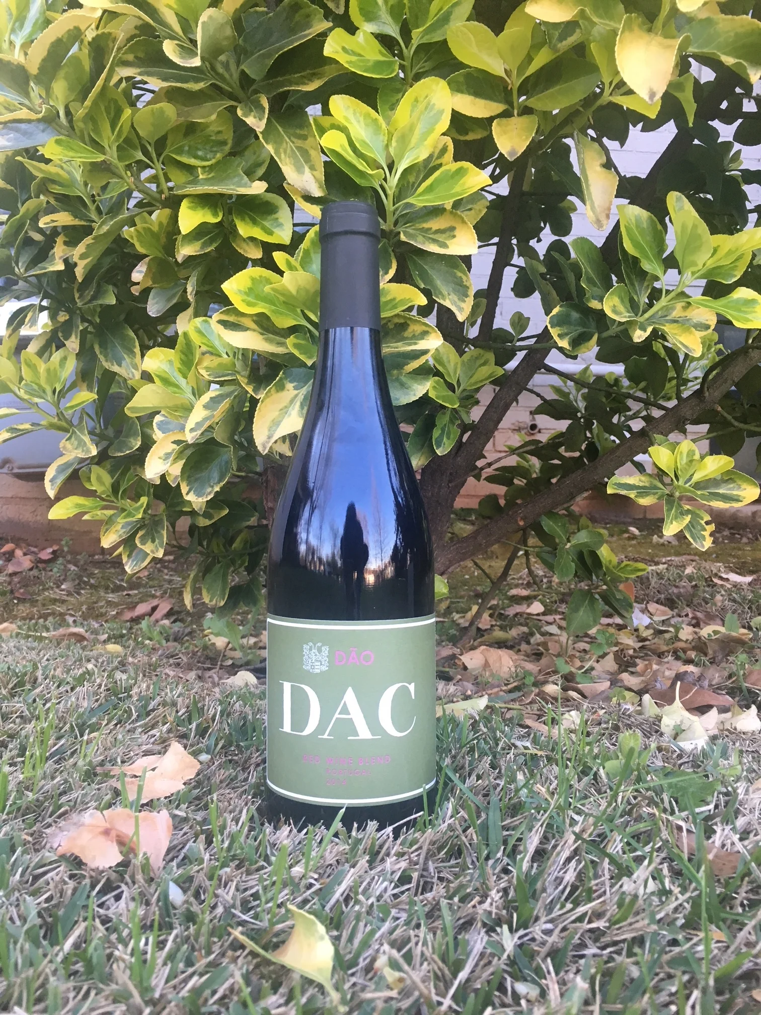 DAC Tinto and Hurray for the Riff Raff's The Navigator