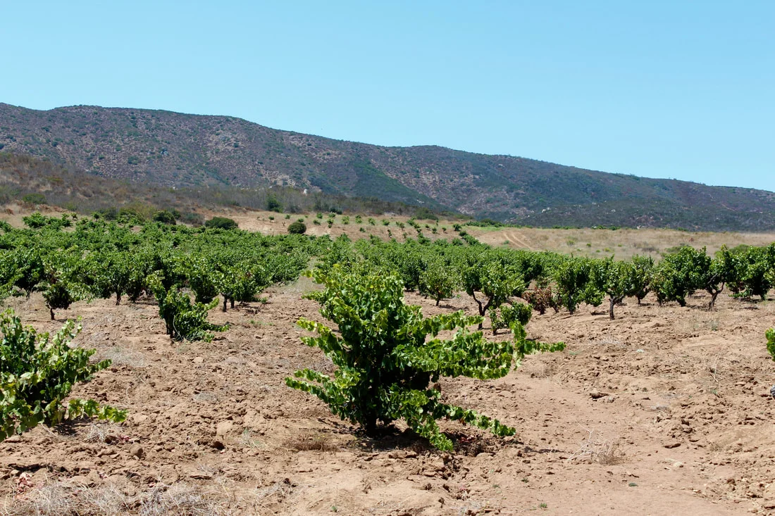 The 69 year old vineyard of mystery grapevines in Baja, Mexico