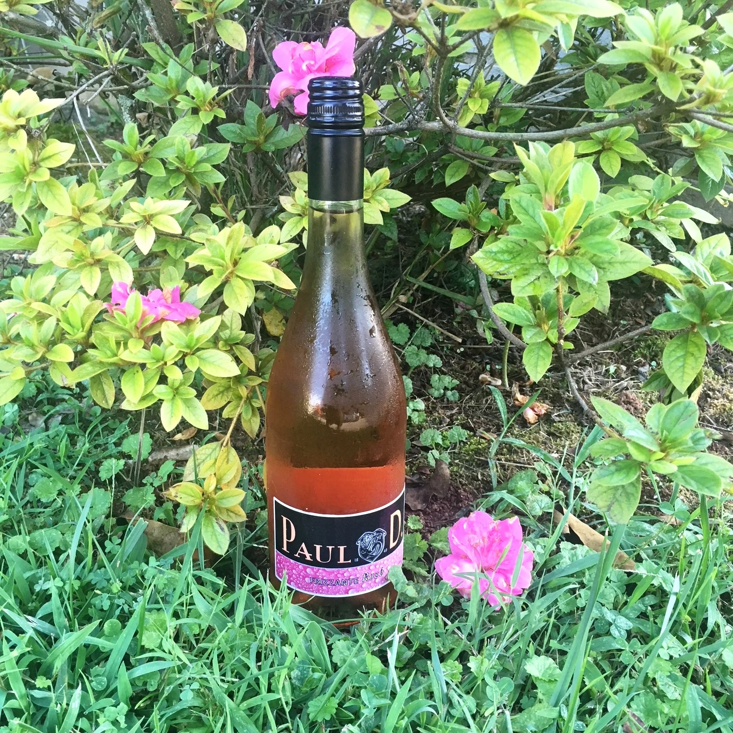 Paul D Frizzante Rosé and Kacey Musgraves' Golden Hour